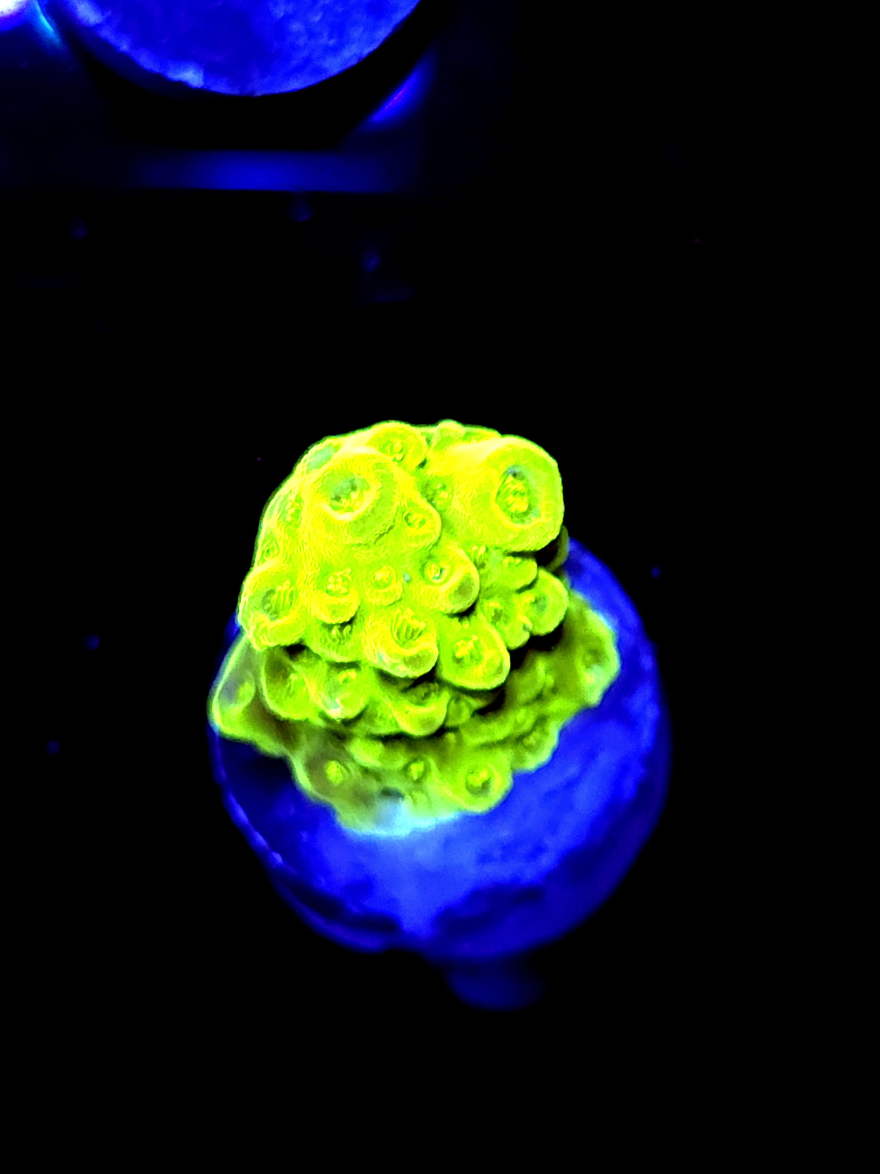 SBB "Apple Jackes" Acro Small Chunk