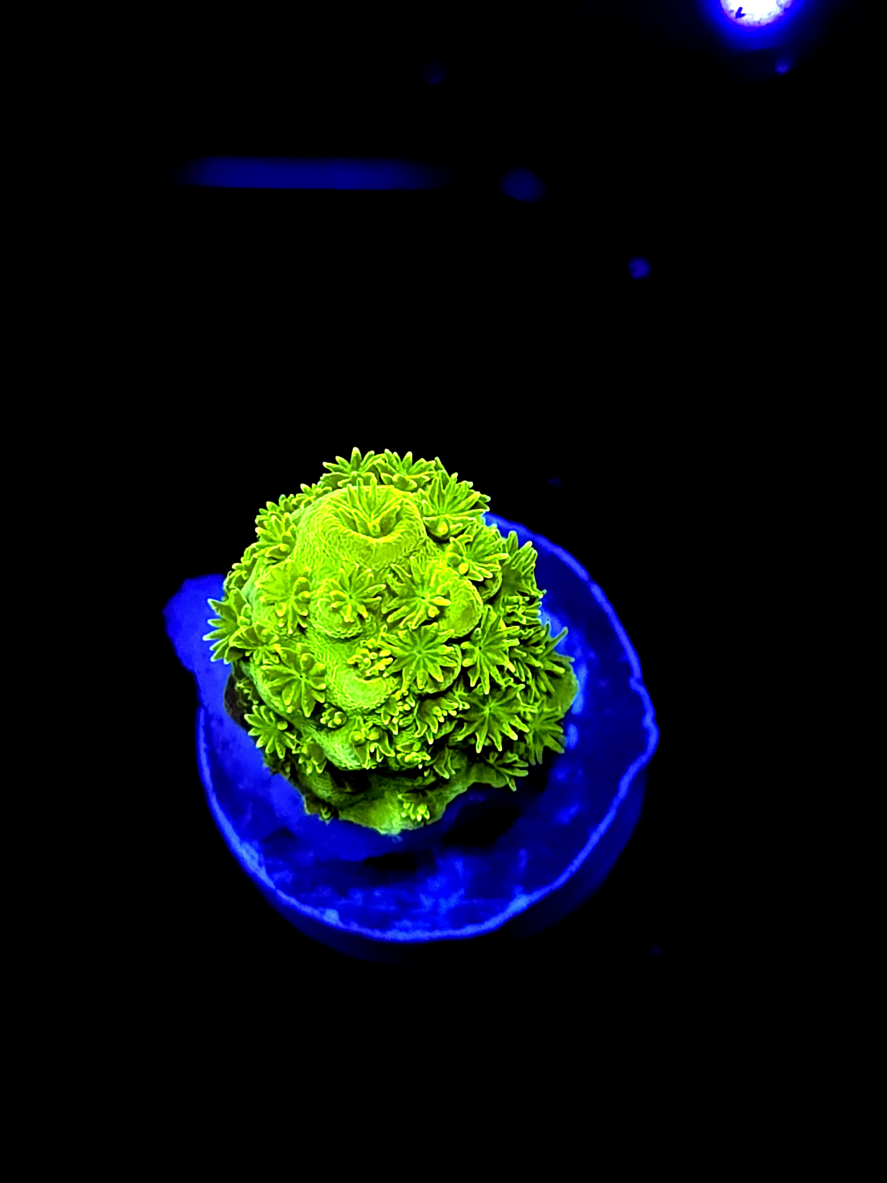 SBB "Apple Jackes" Acro Small Chunk