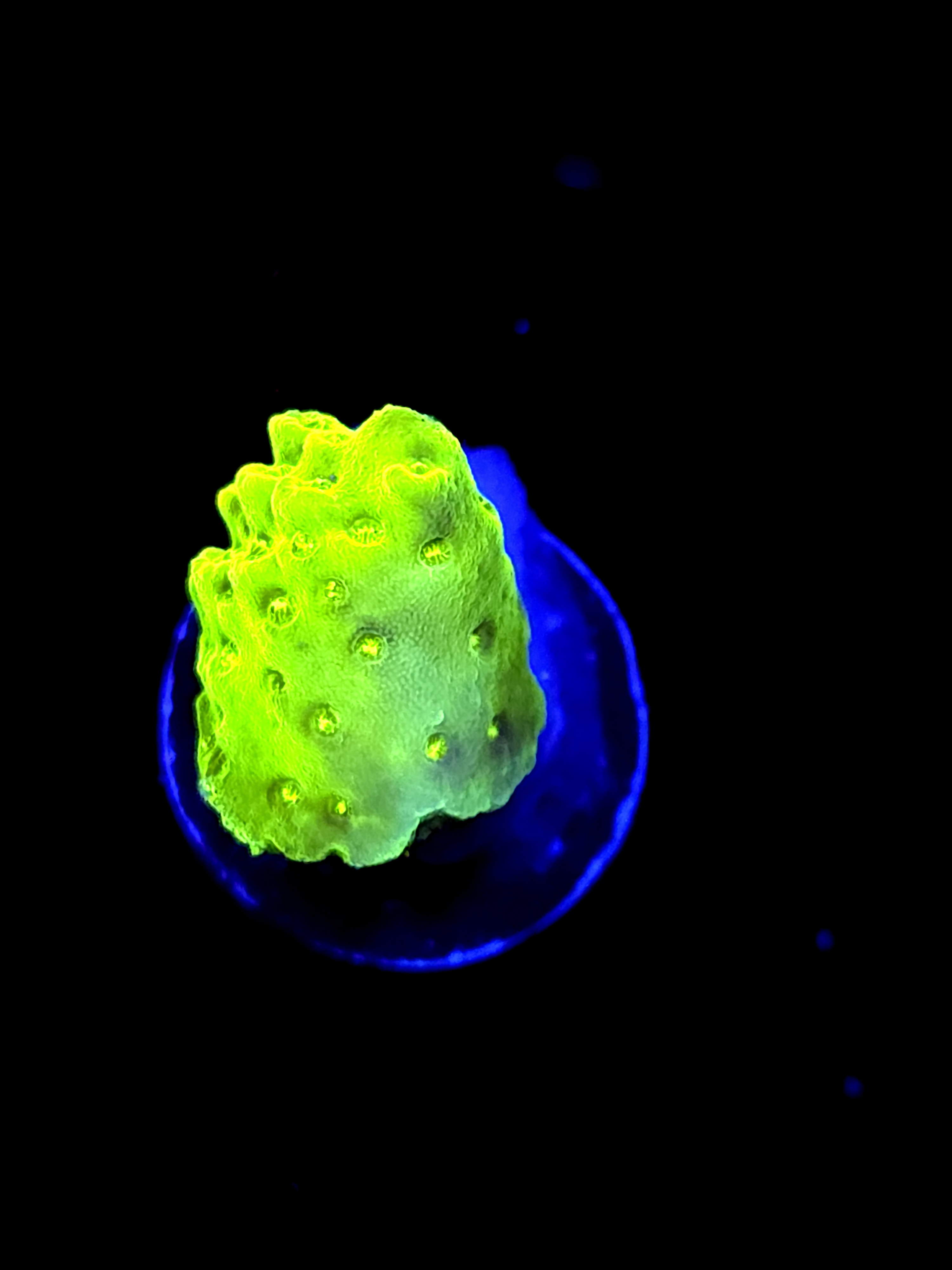 SBB "Apple Jackes" Acro Small Chunk