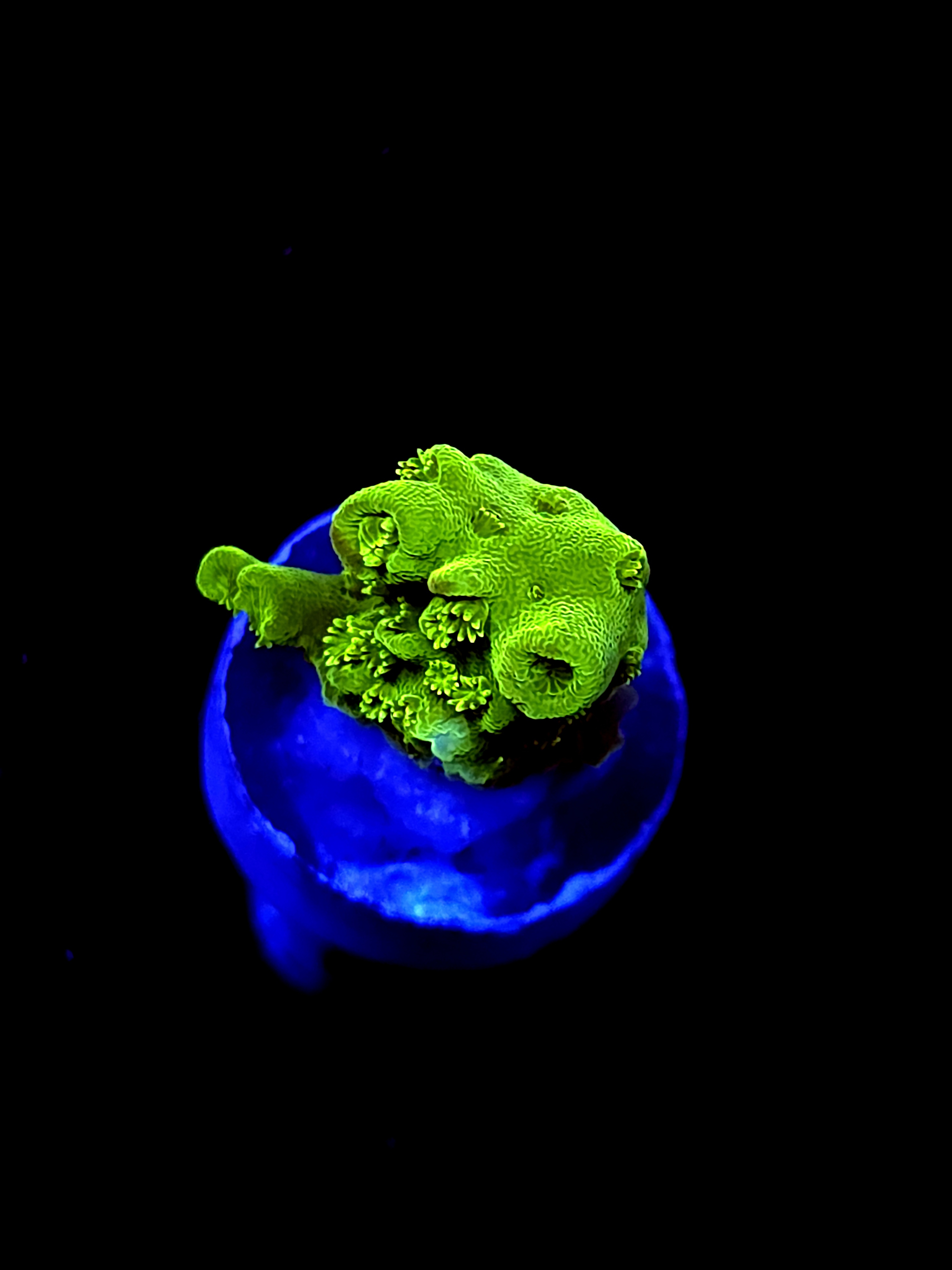 SBB "Mystery Signature" Acro Small Chunk