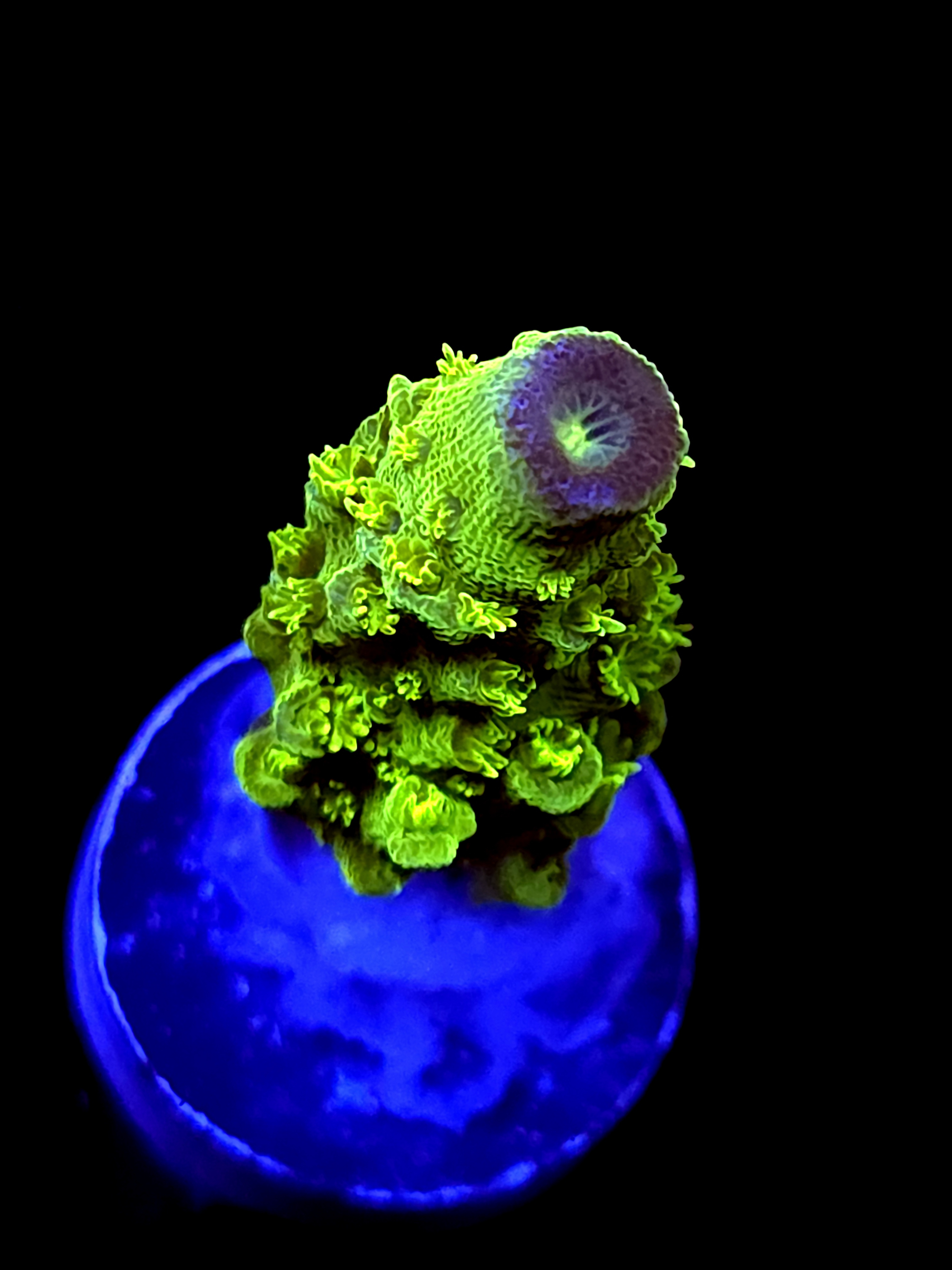 SBB "Apple Jackes" Acro Medium Branch