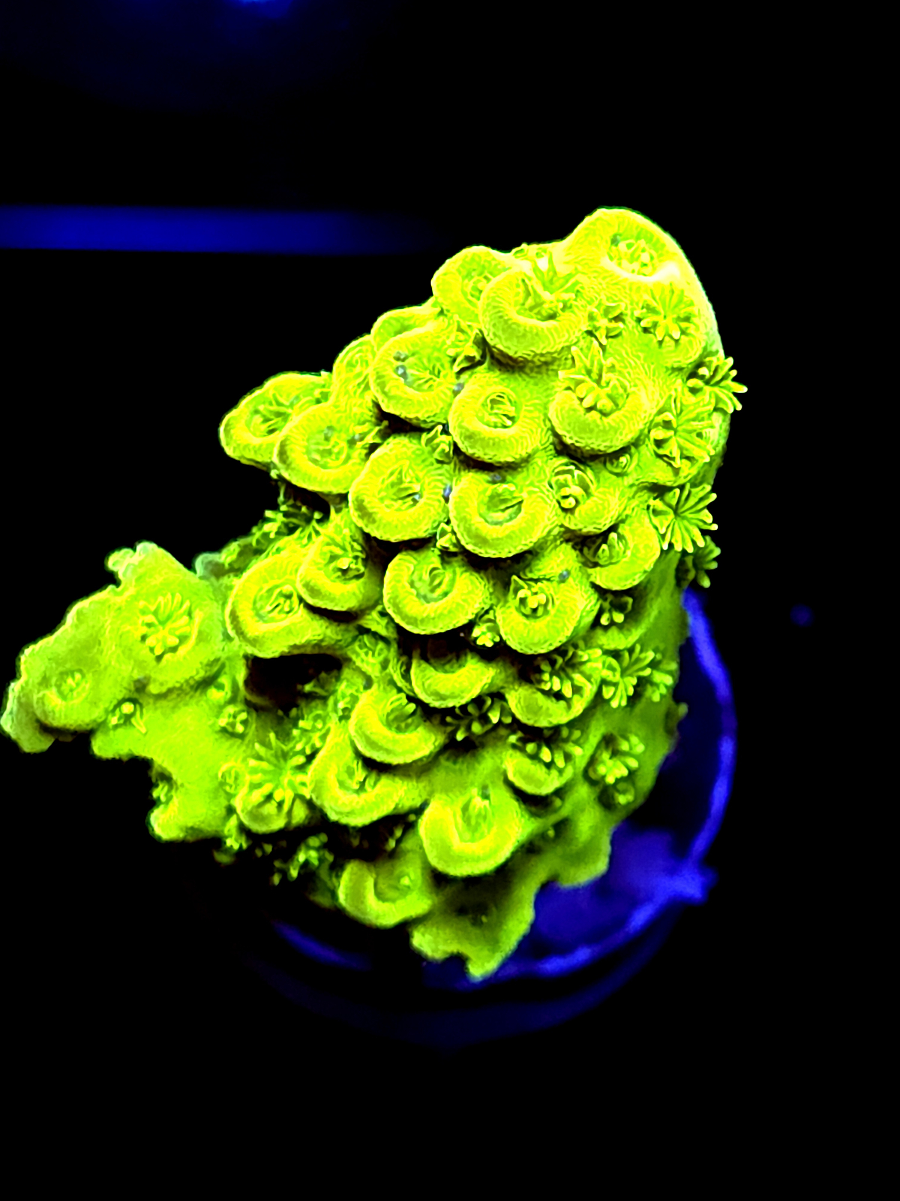 SBB "Apple Jackes" Acro Medium Chunk