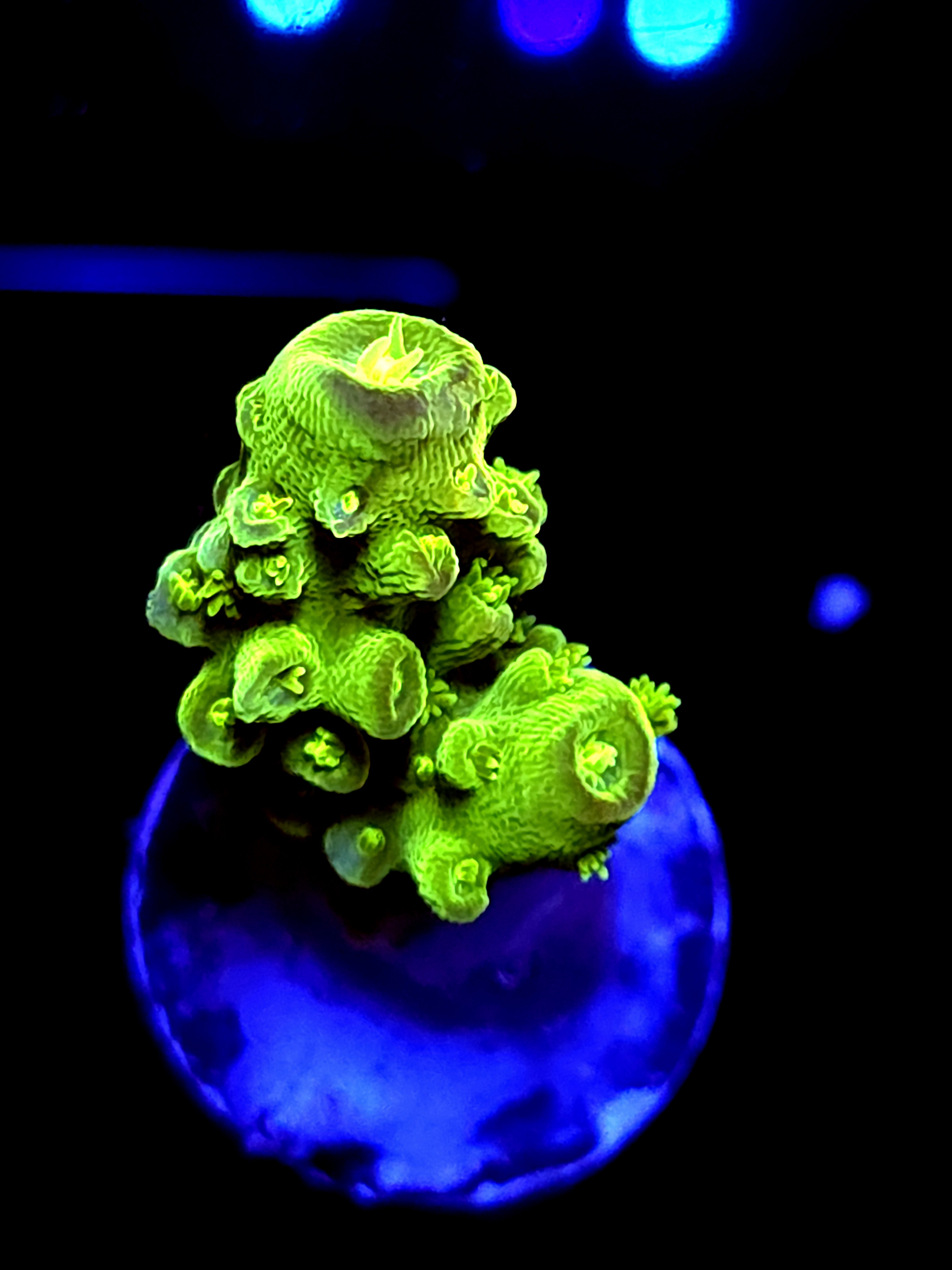 SBB "Apple Jackes" Acro Small Branch