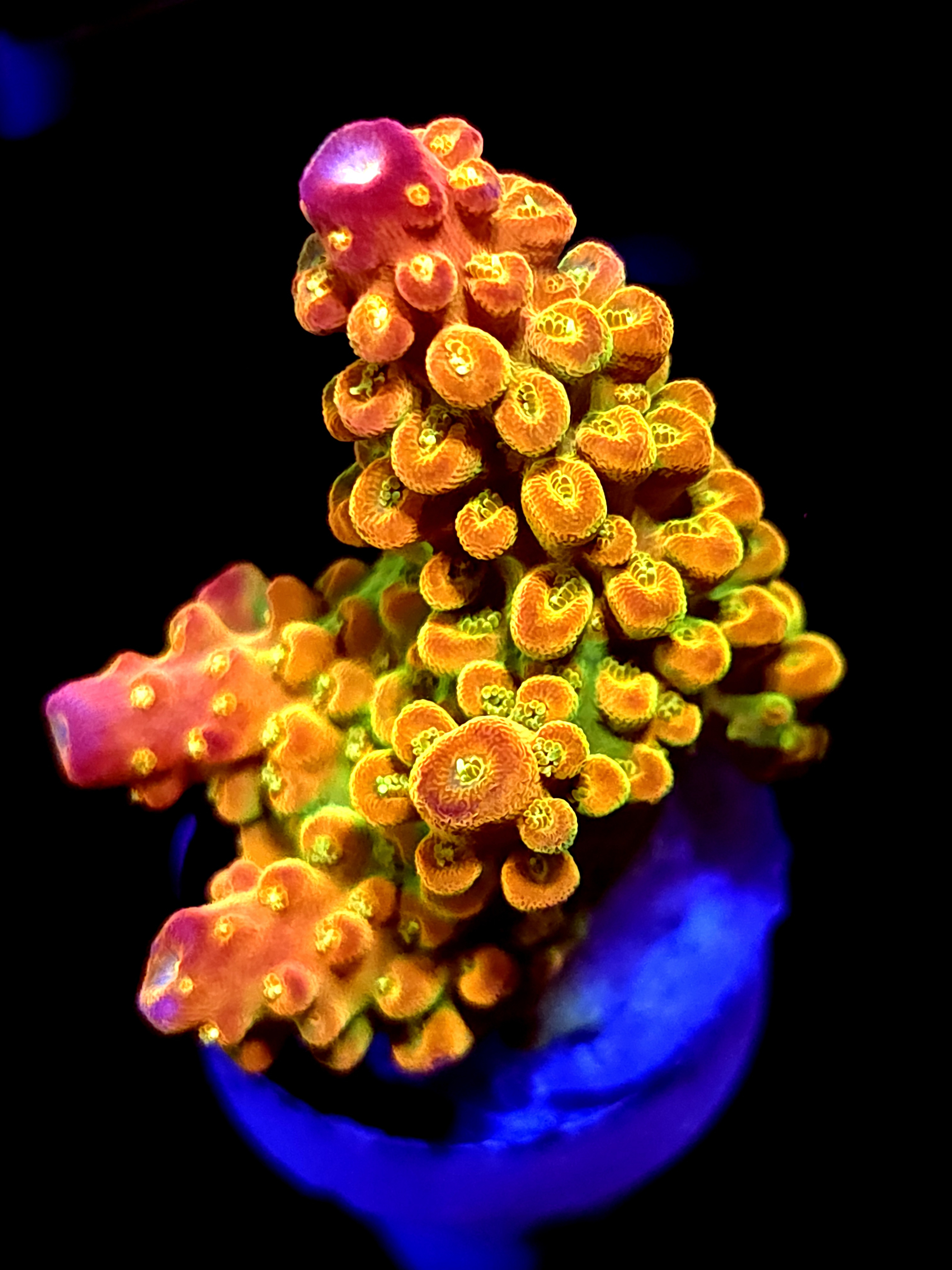 SBB "Yellow Fever" Acro Medium Branch