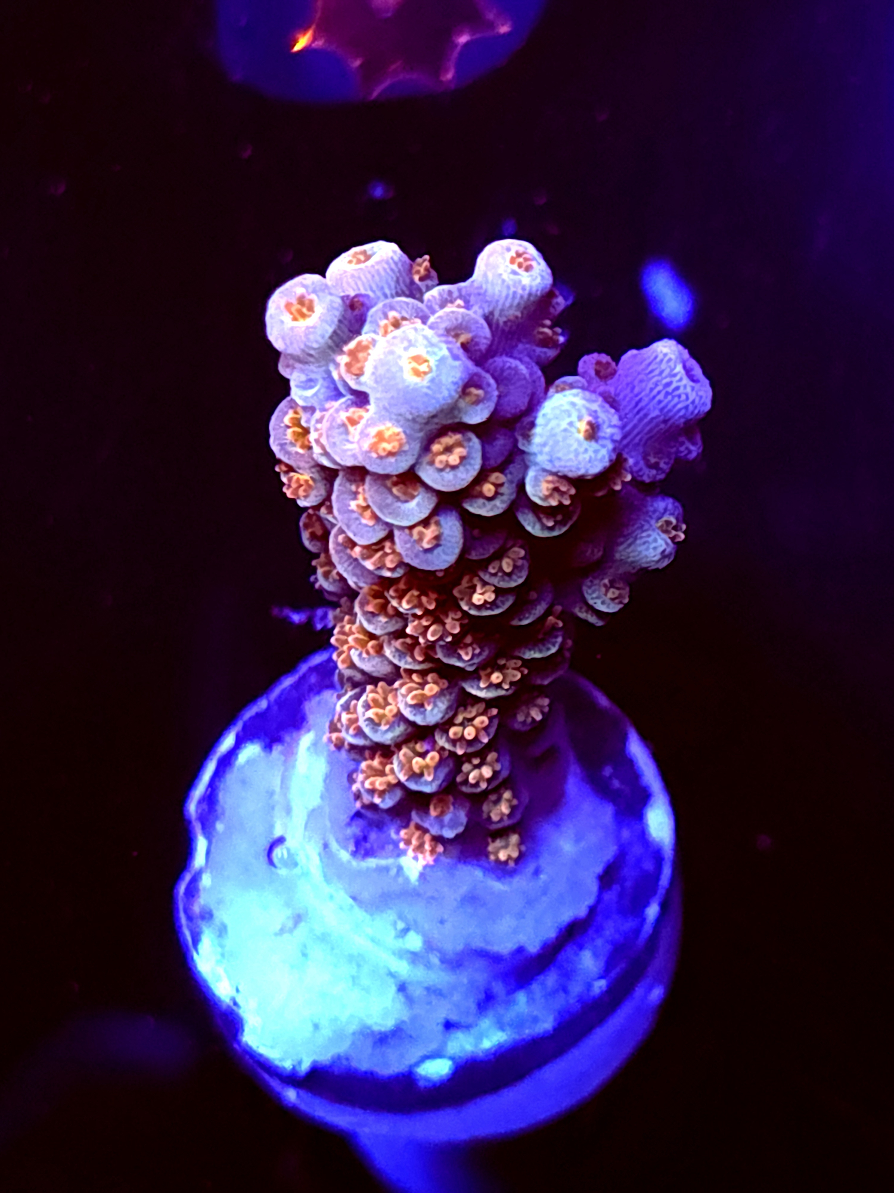 SBB "Green Machine" Acro Large Branch