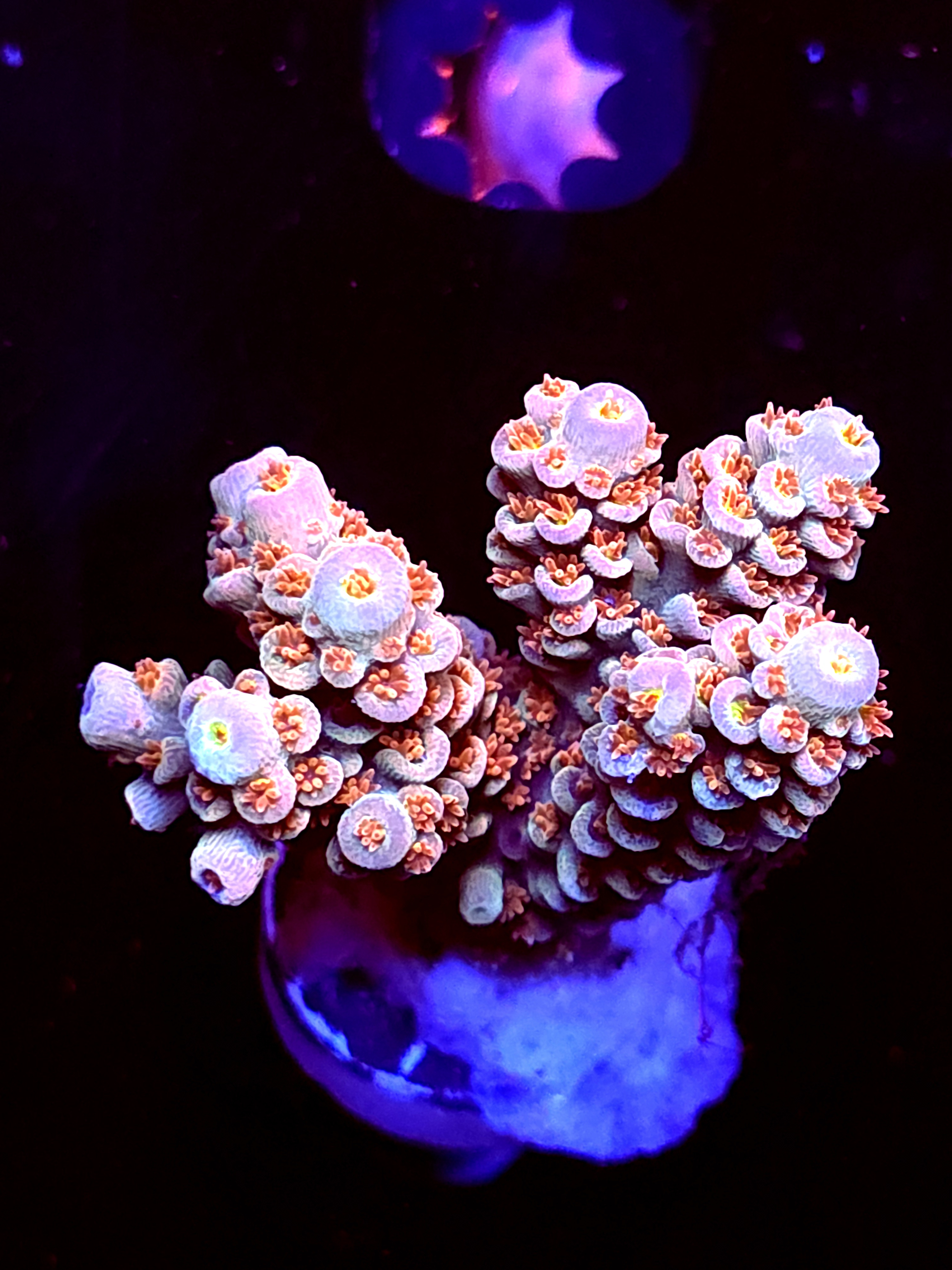 SBB "Green Machine" Acro Large Multibranch