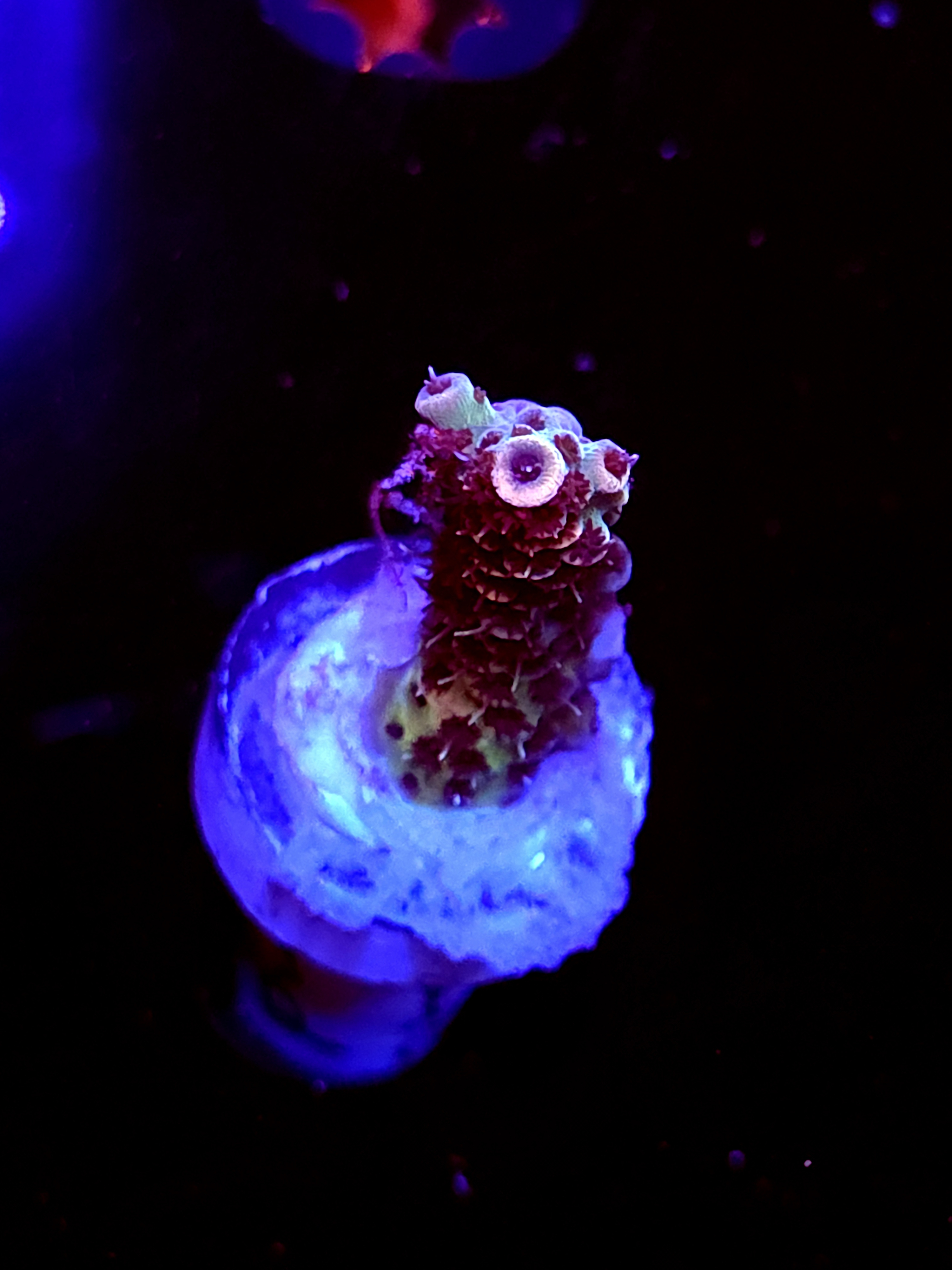 SBB "Heartland" Acro Medium Branch