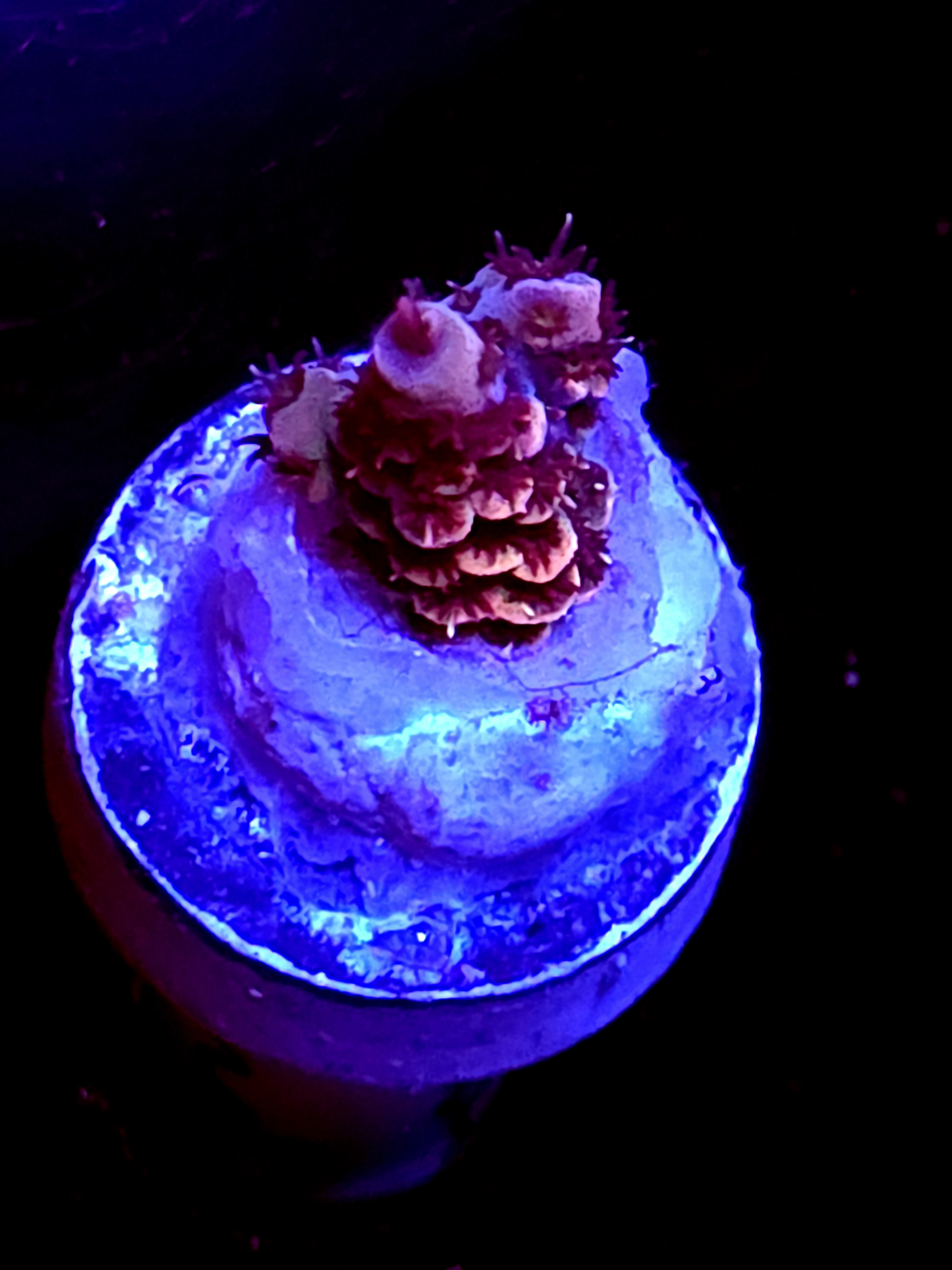 SBB "Heartland" Acro Tiny