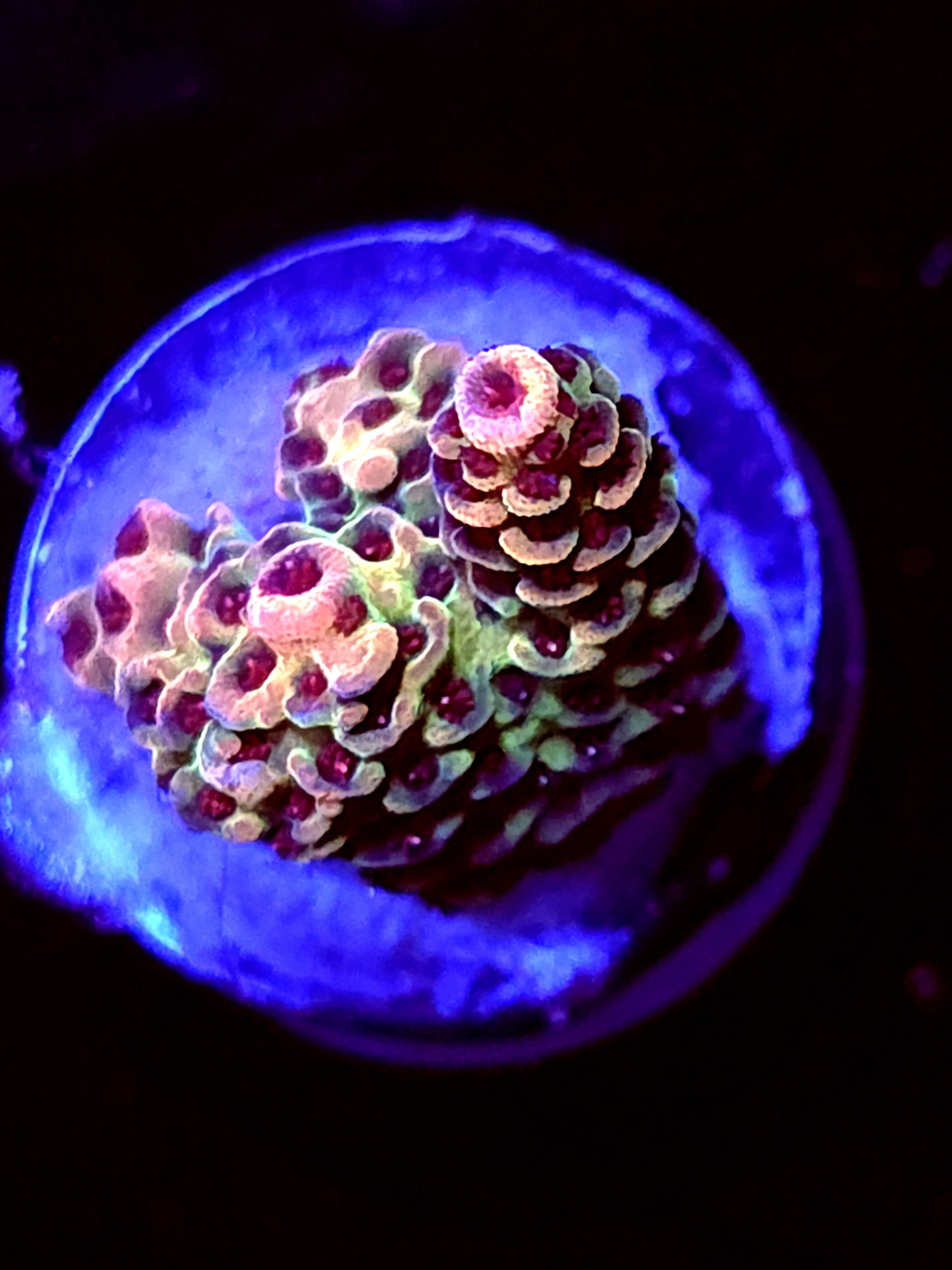 SBB "Heartland" Acro Small Branch