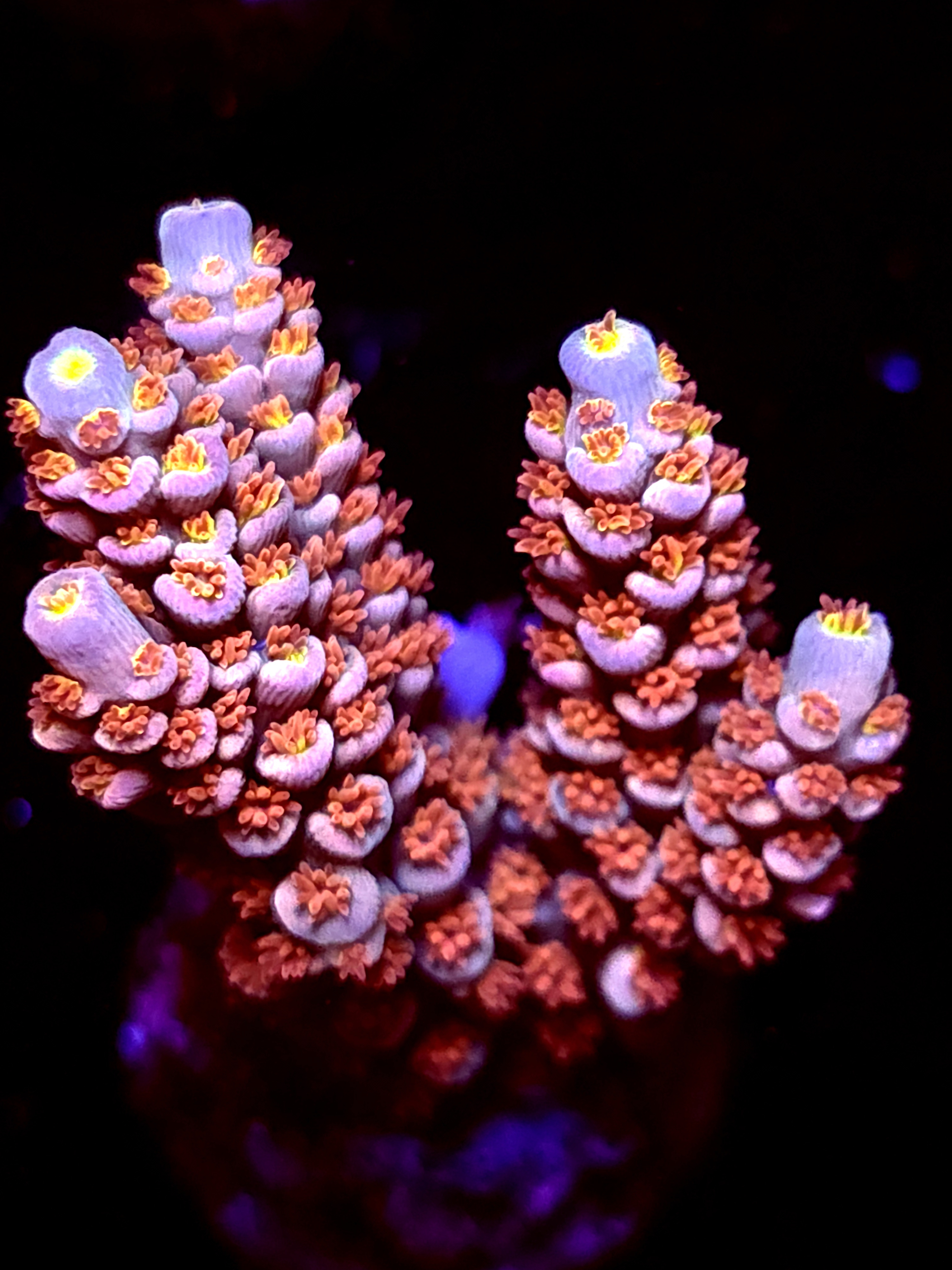 SBB "Honey Coil" Acro Large Multibranch