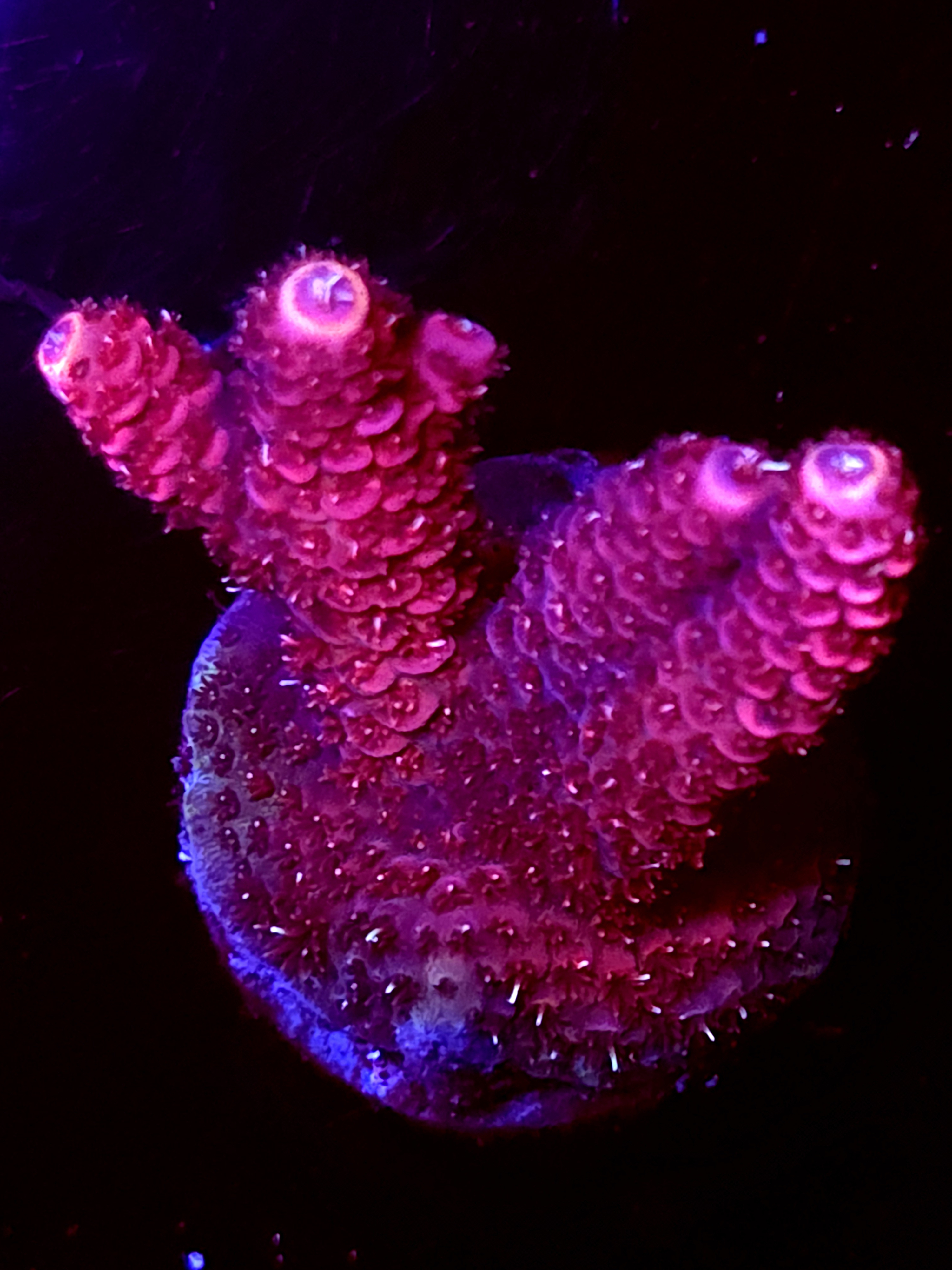 SBB "Toxic Bloom" Acro Medium 2 Branch