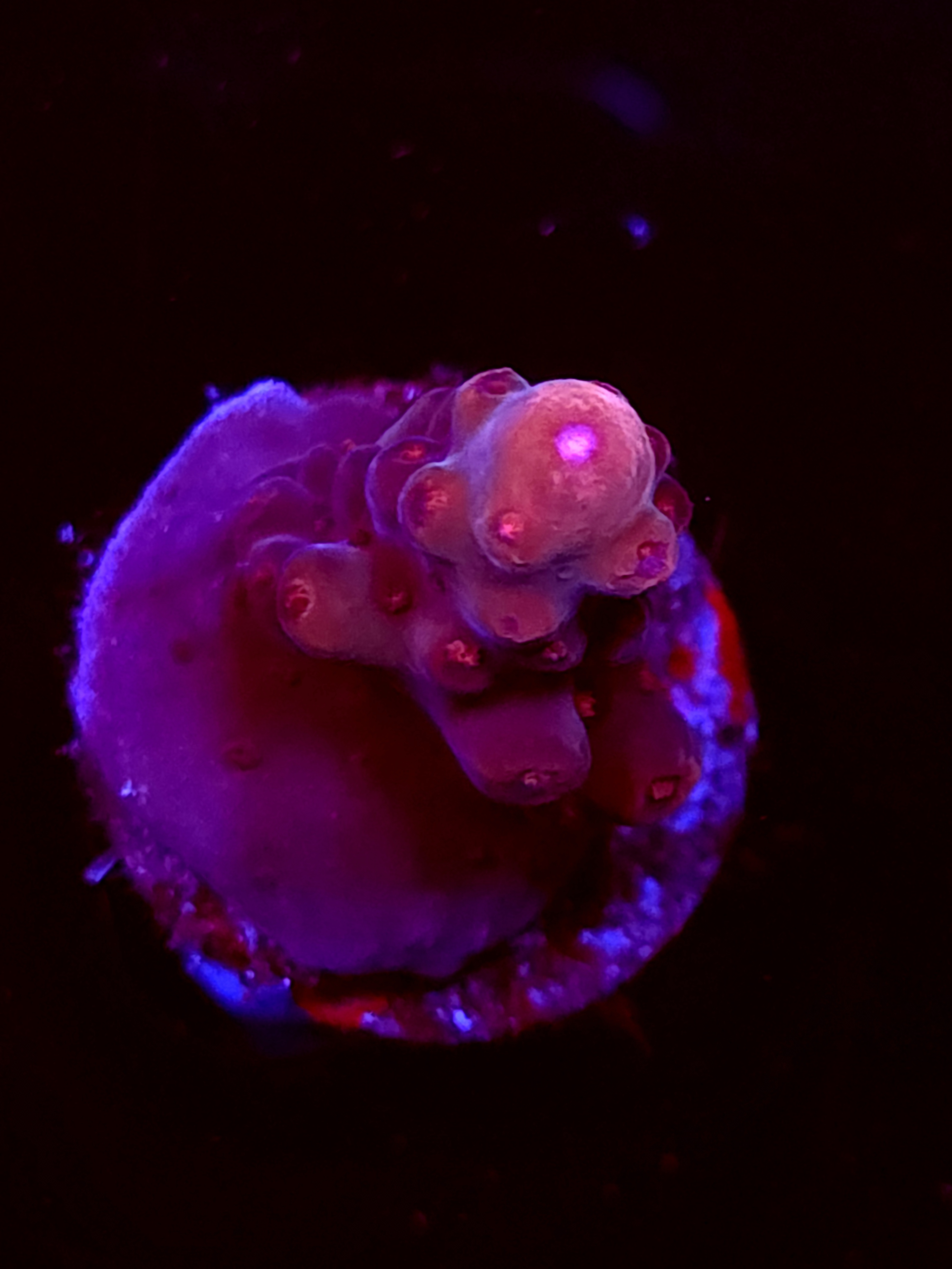 SBB "Kraken Howl" Acro Medium Crusted