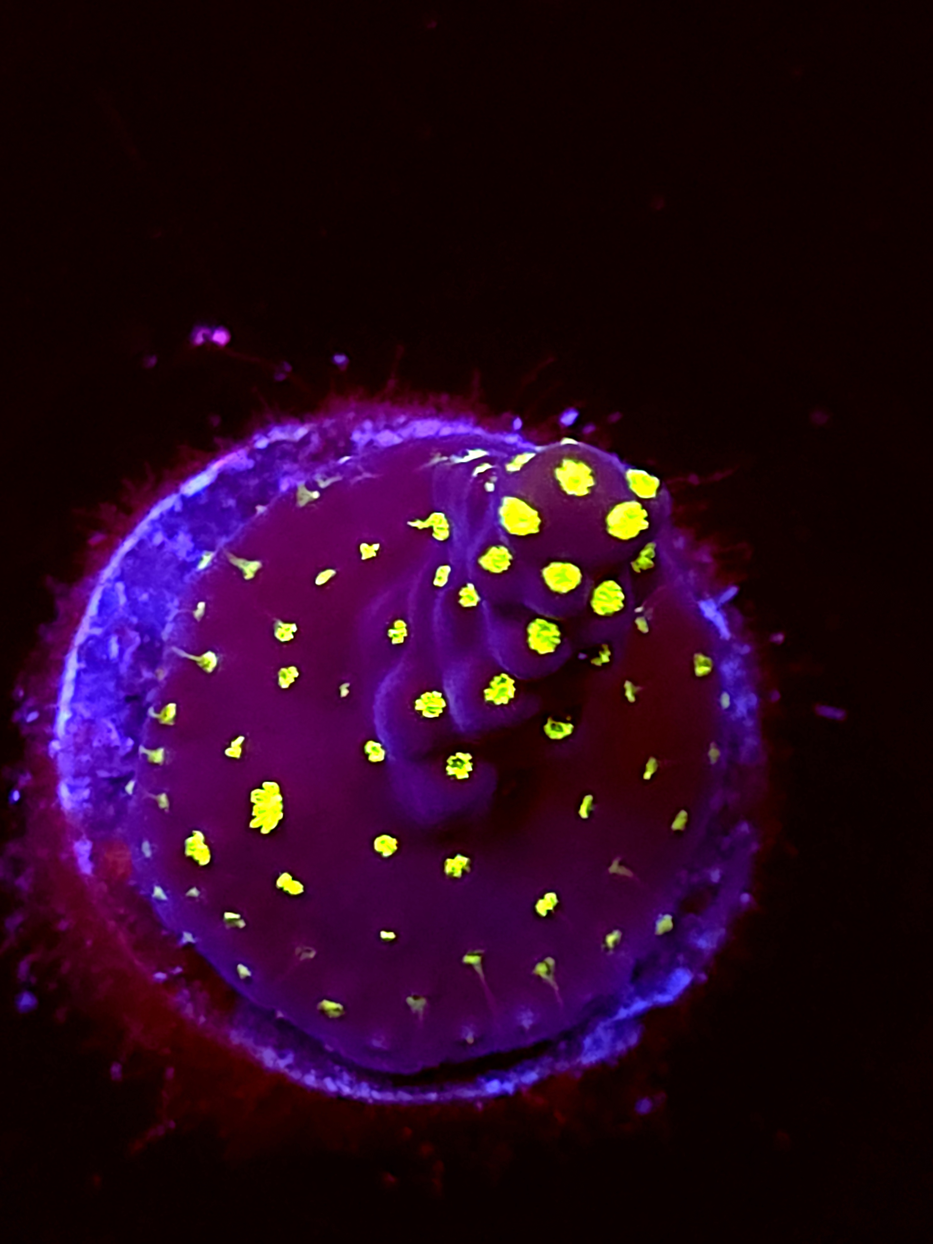 SBB "Light Saber" Acro Small Branch Crusted