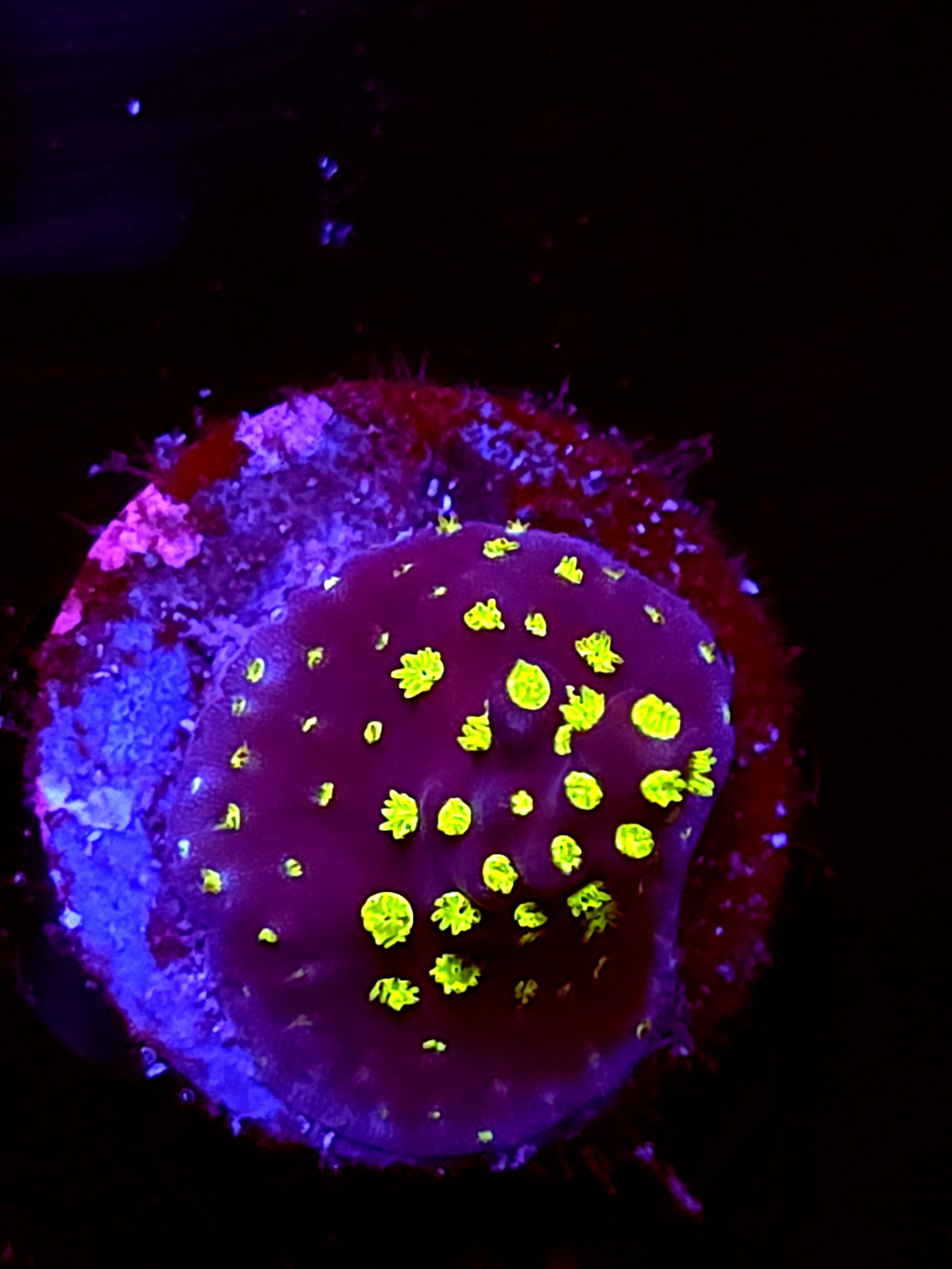 SBB "Light Saber" Acro Small Branch Crusted