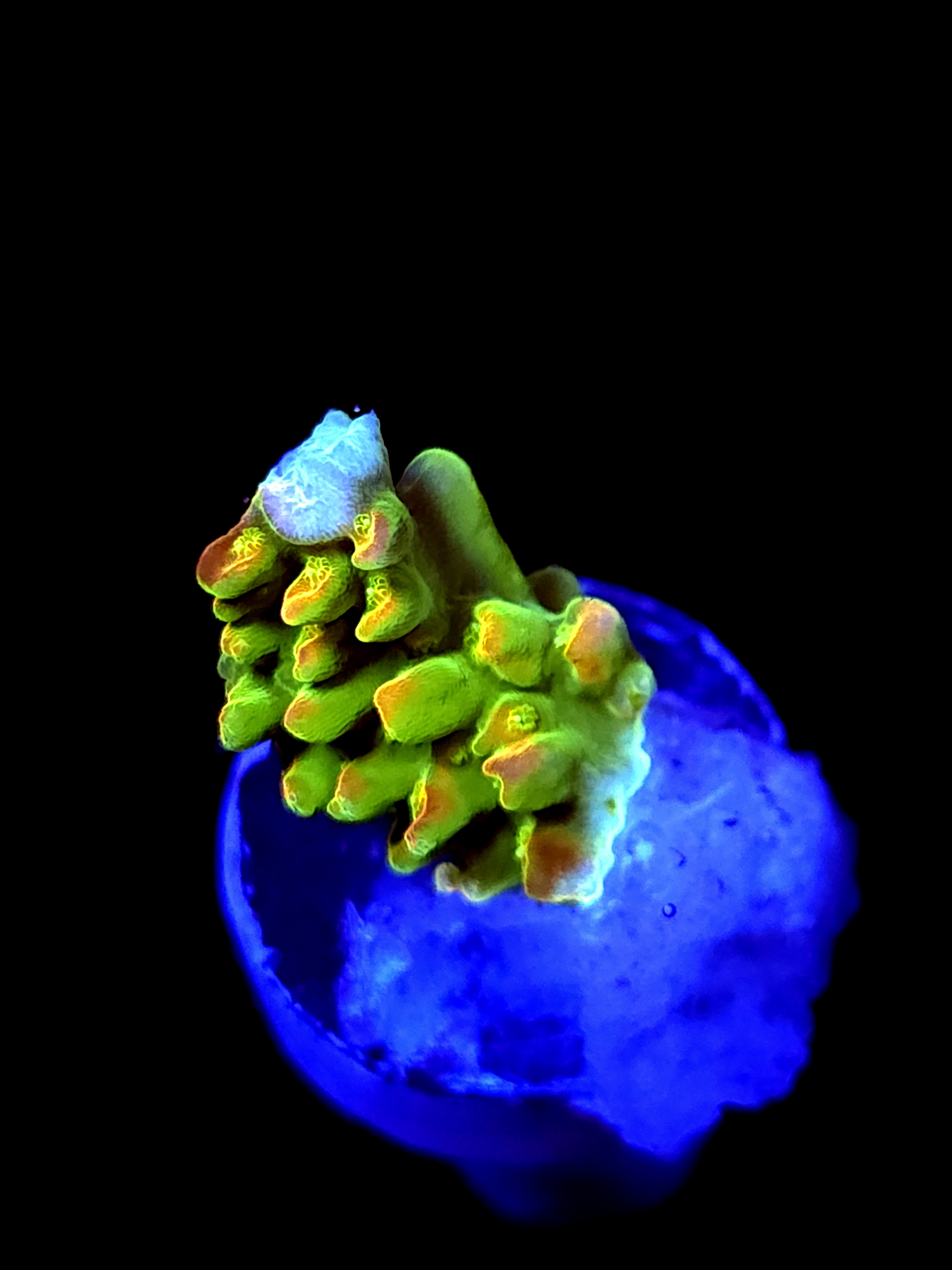 SBB "Yellow Fever" Acro Small Branch