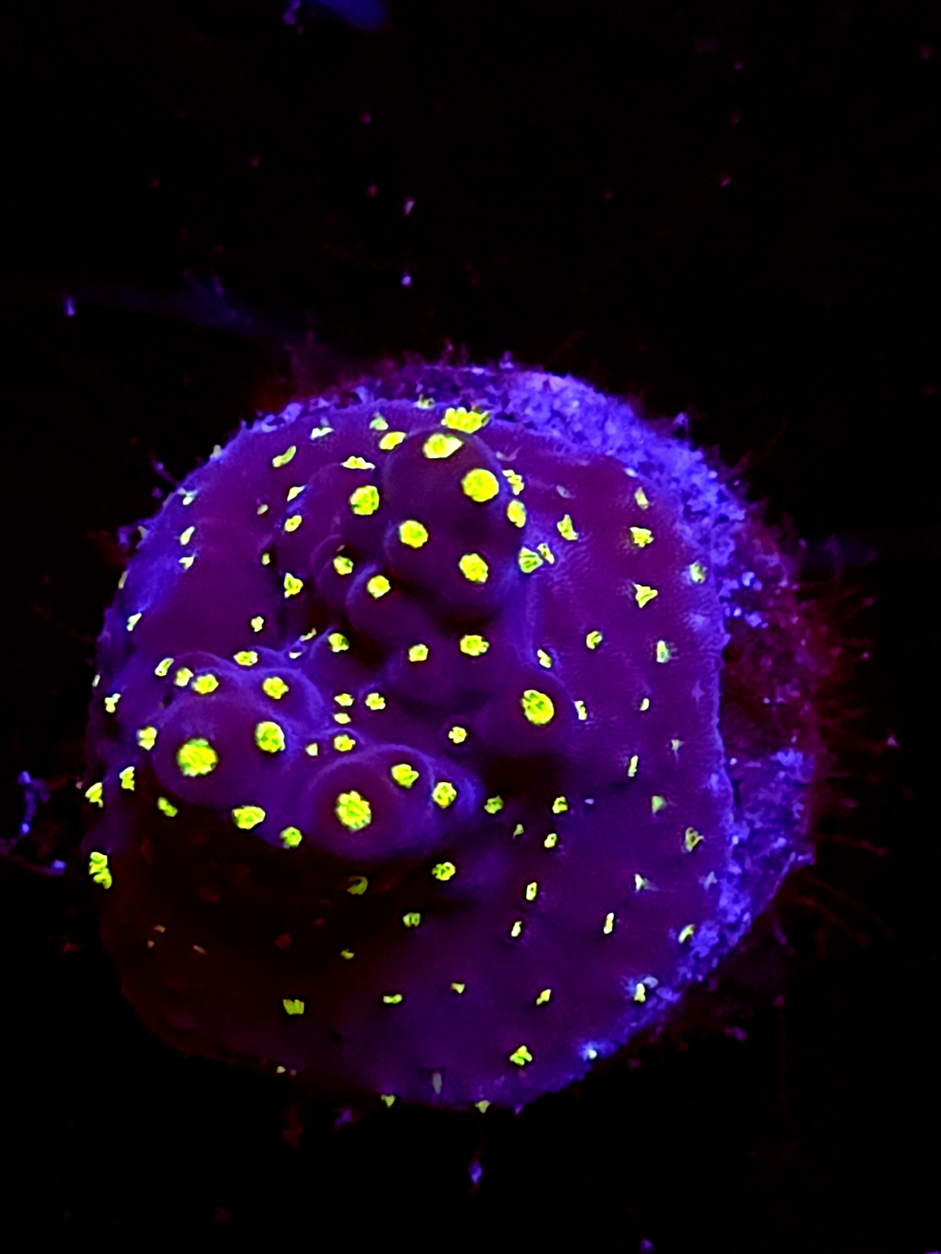 SBB "Light Saber" Acro Tiny Crusted