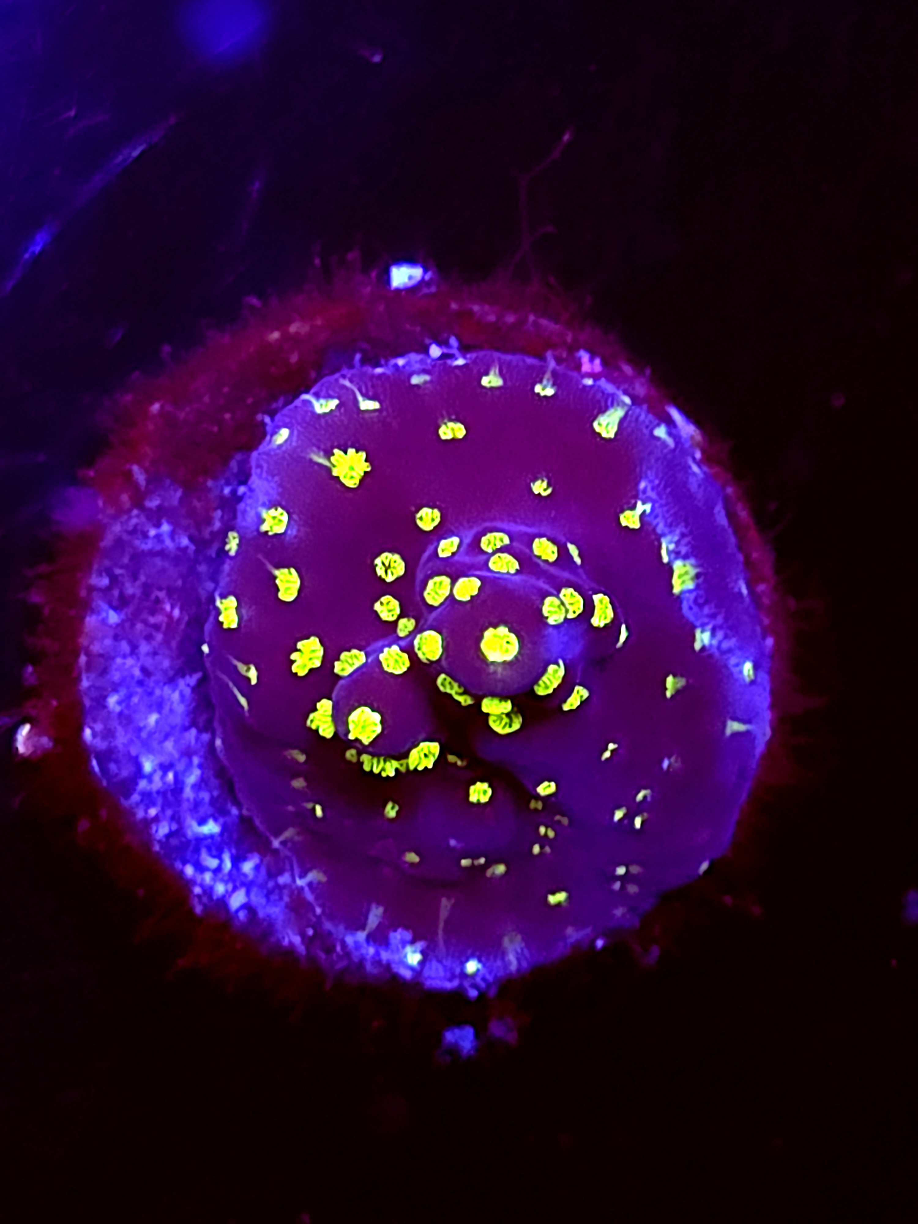 SBB "Light Saber" Acro tiny Crusted