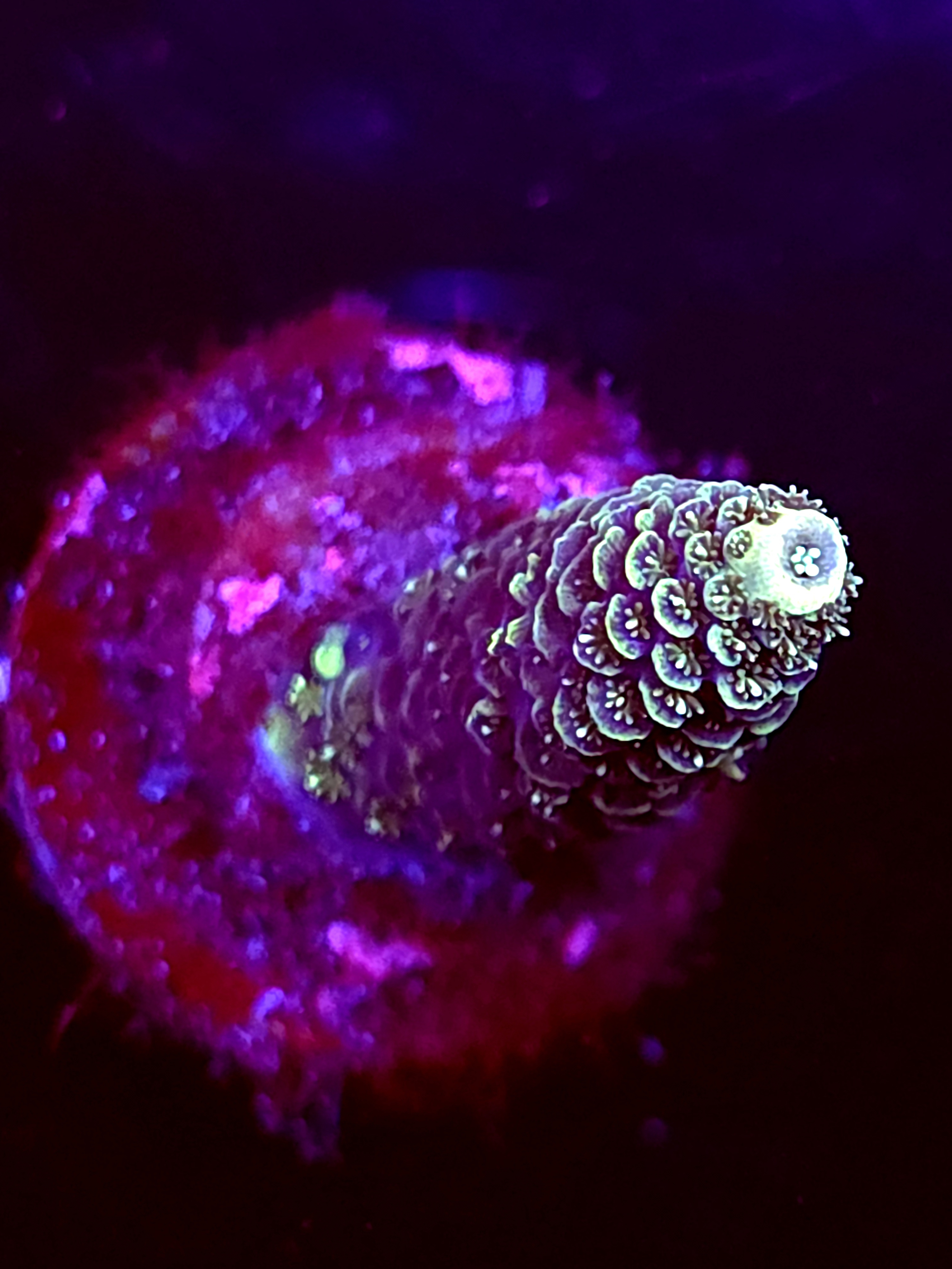 SBB "Candy Surge" Acro Medium Branch