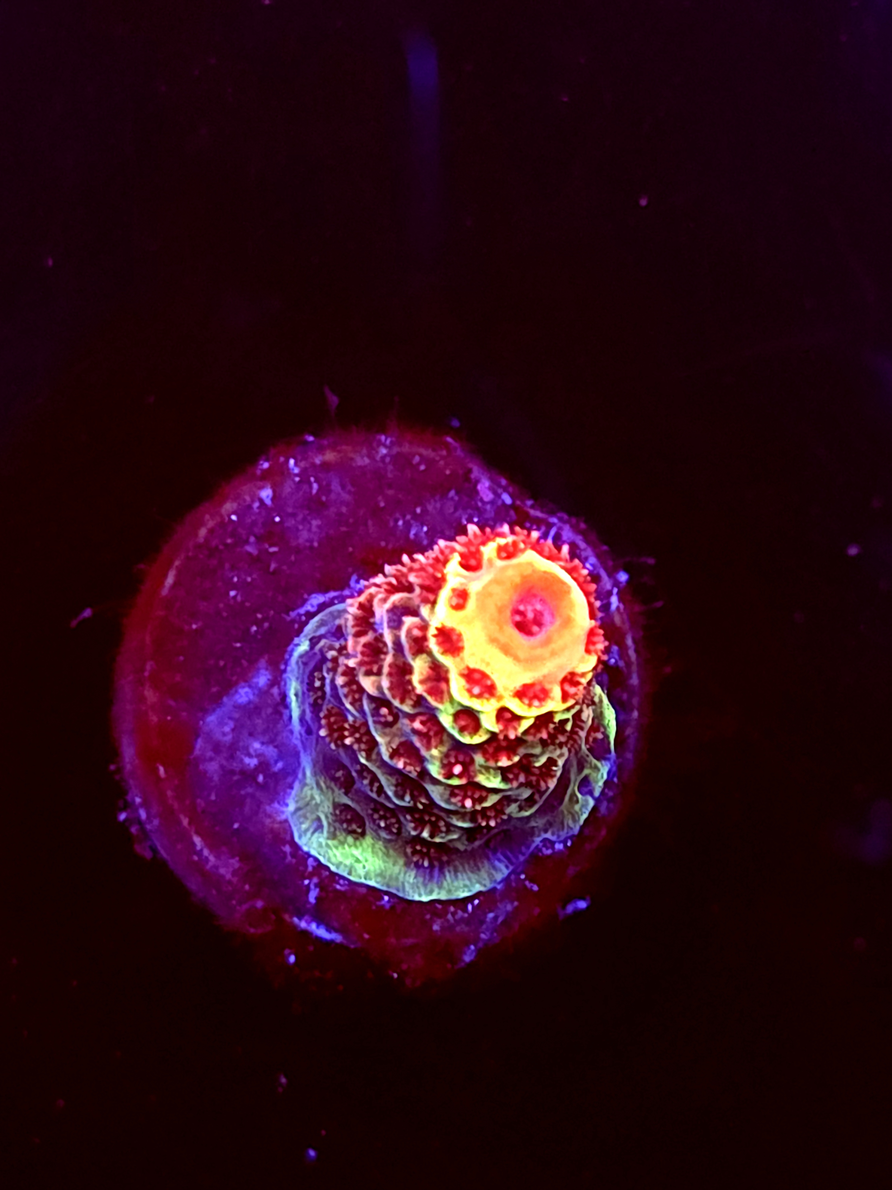 SBB "Ruby Static" Acro Small Branch