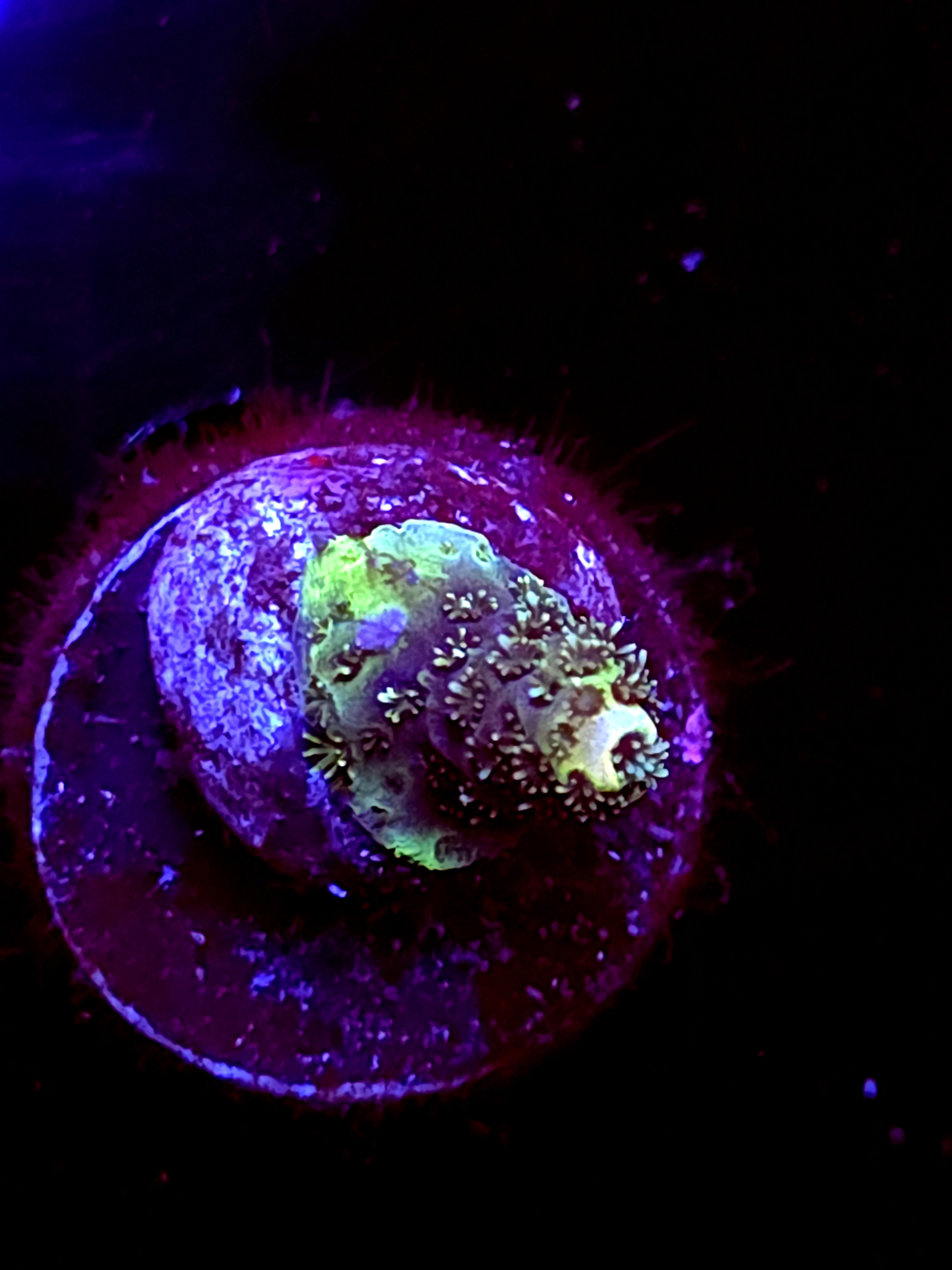 SBB "Dream Comet" Acro Tiny Crusted