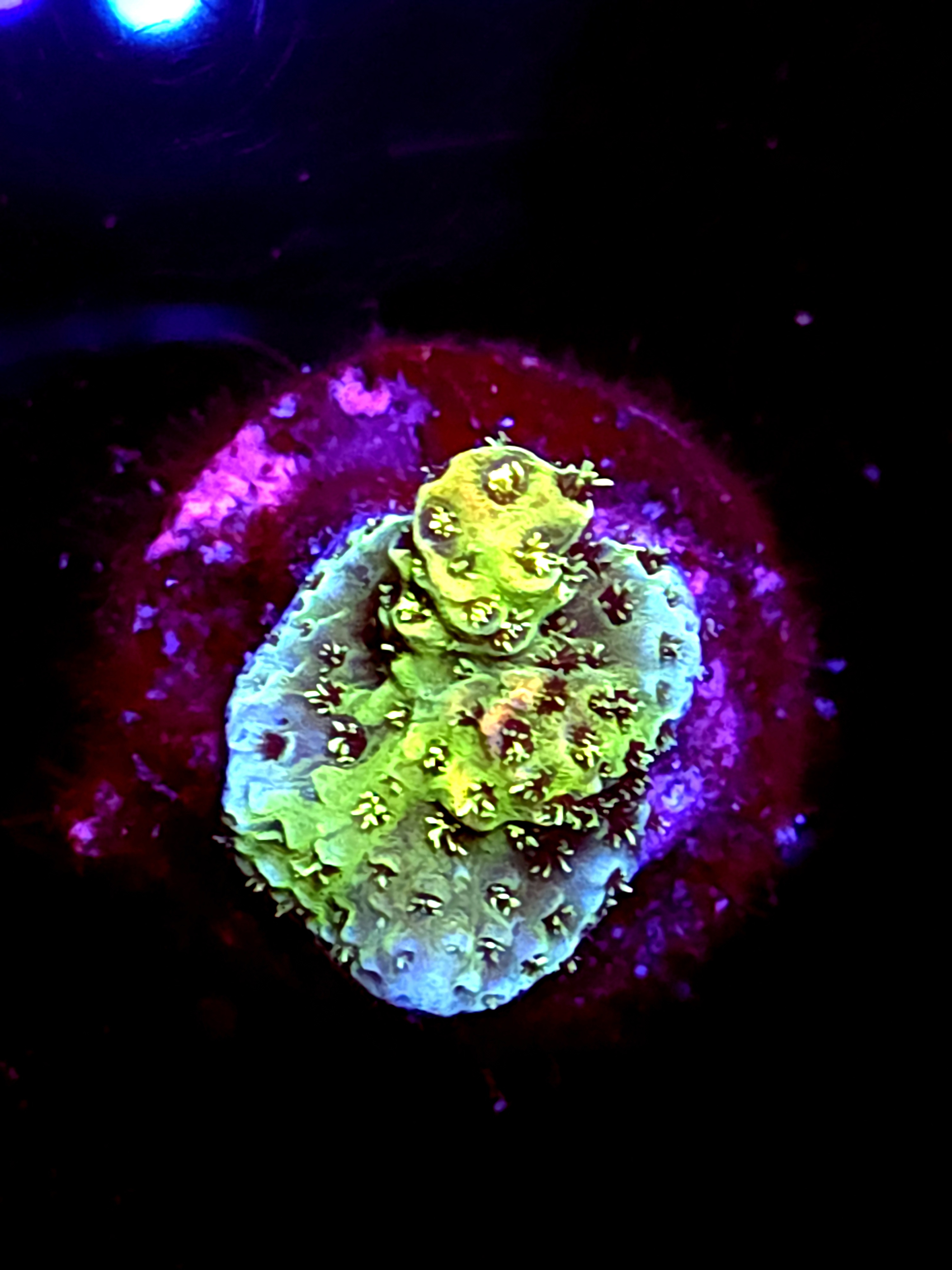 SBB "Death Blossom" Acro Crusted Booger