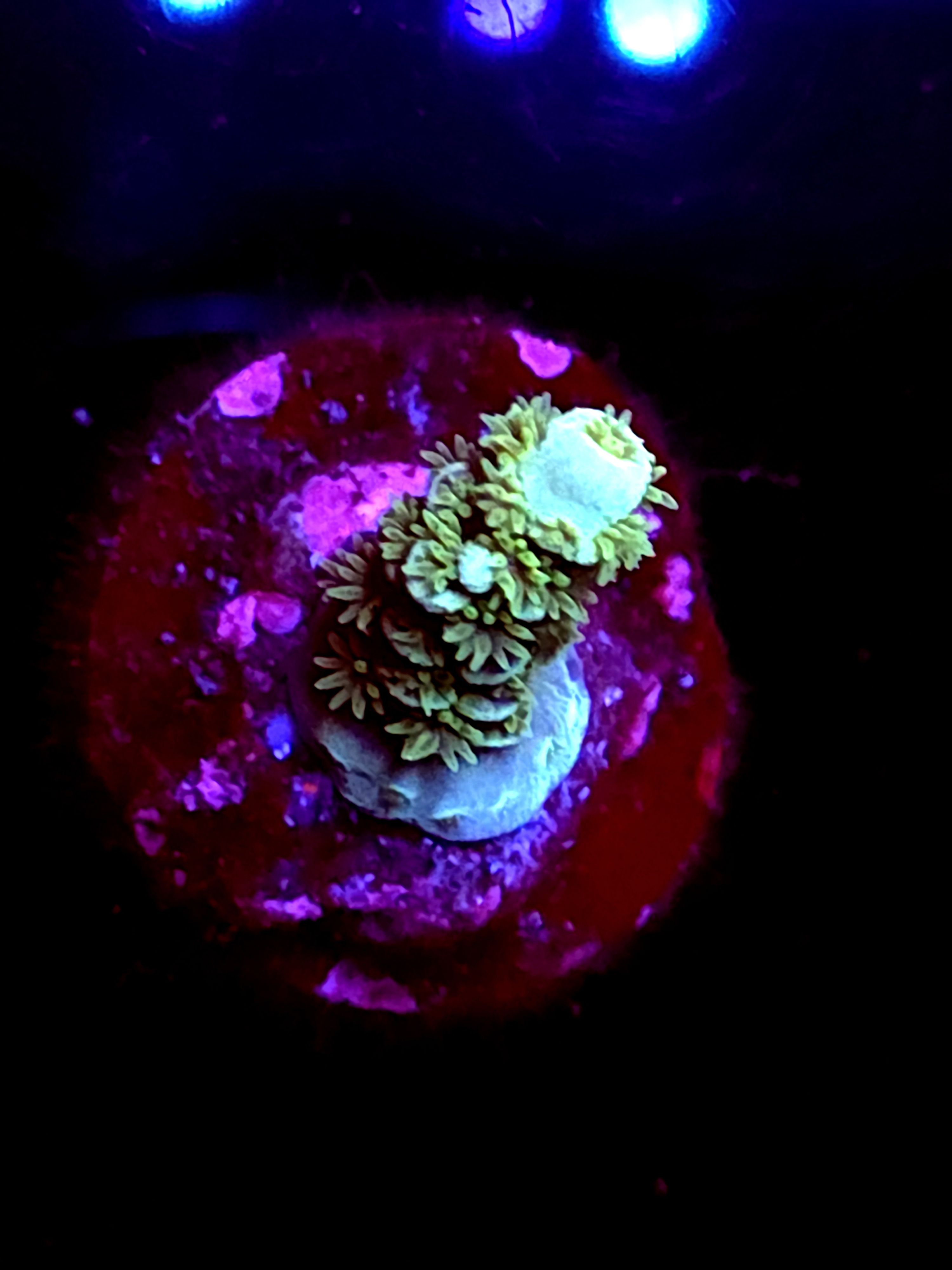 SBB "Mystery Signature" Acro Small Branch