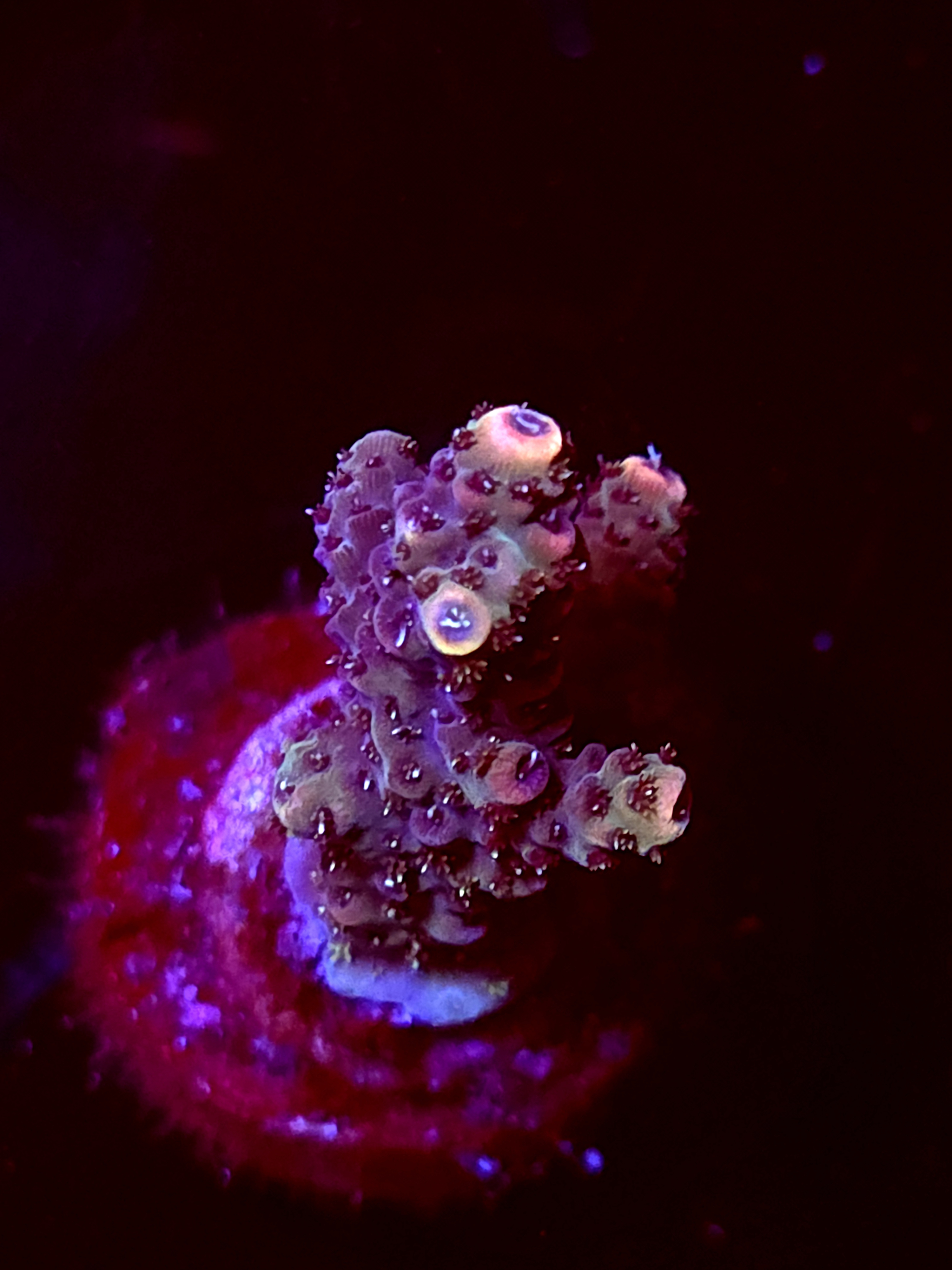 SBB "Alien Glo" Acro Small 2 Branch