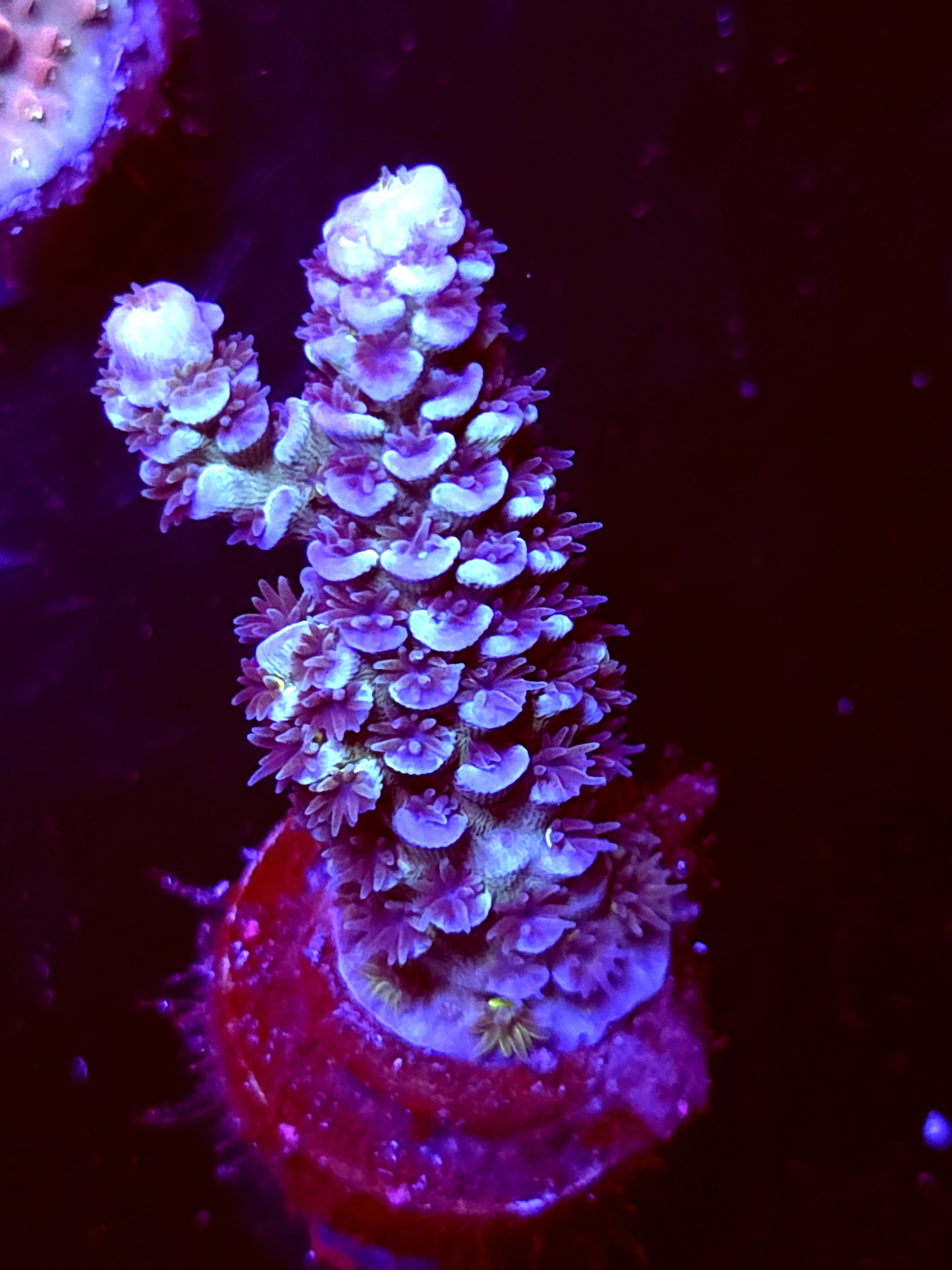 SBB "Flux Born" Acro Large 2 Branch