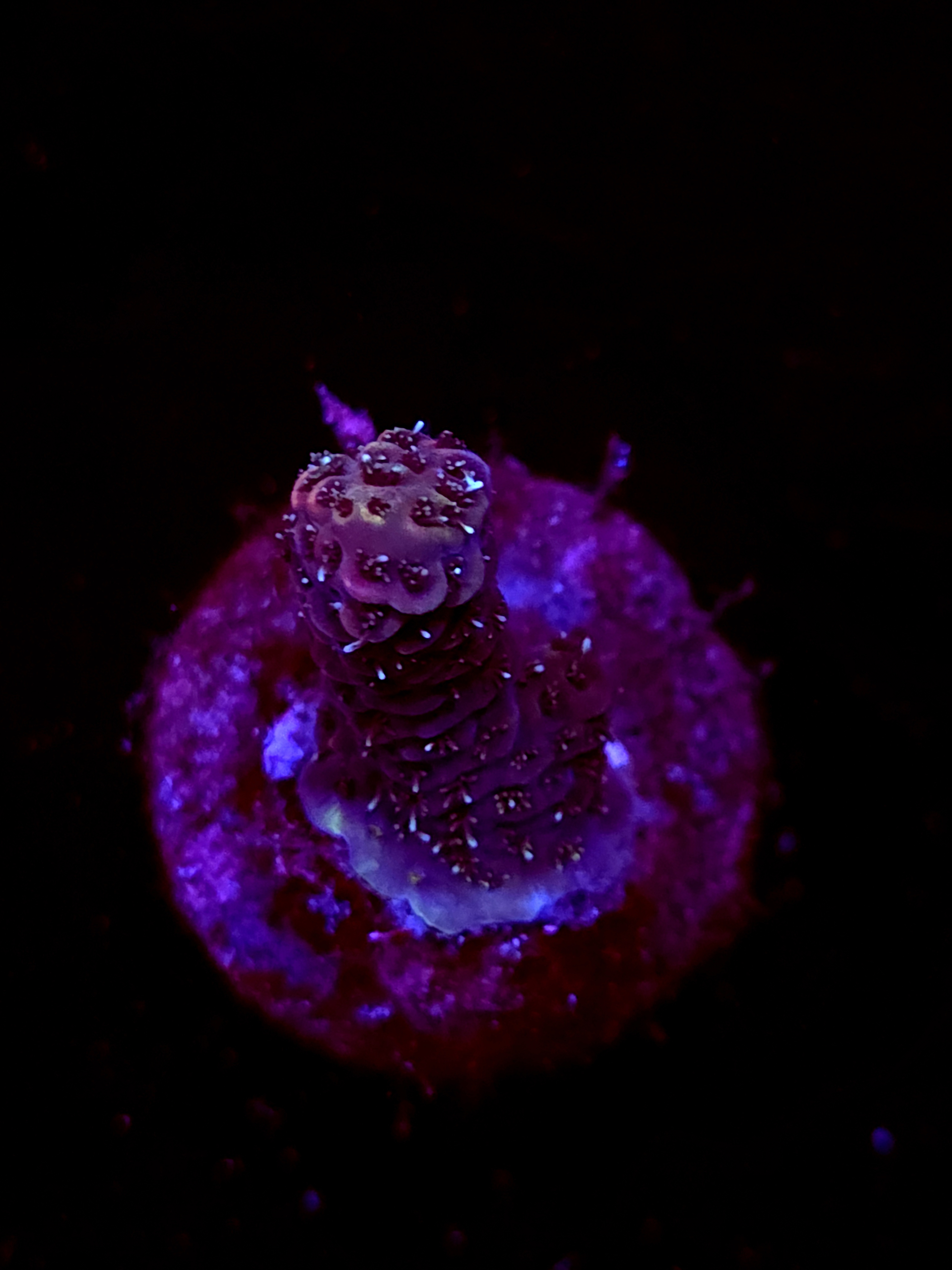 SBB "Fudge Drip" Acro Small Branch