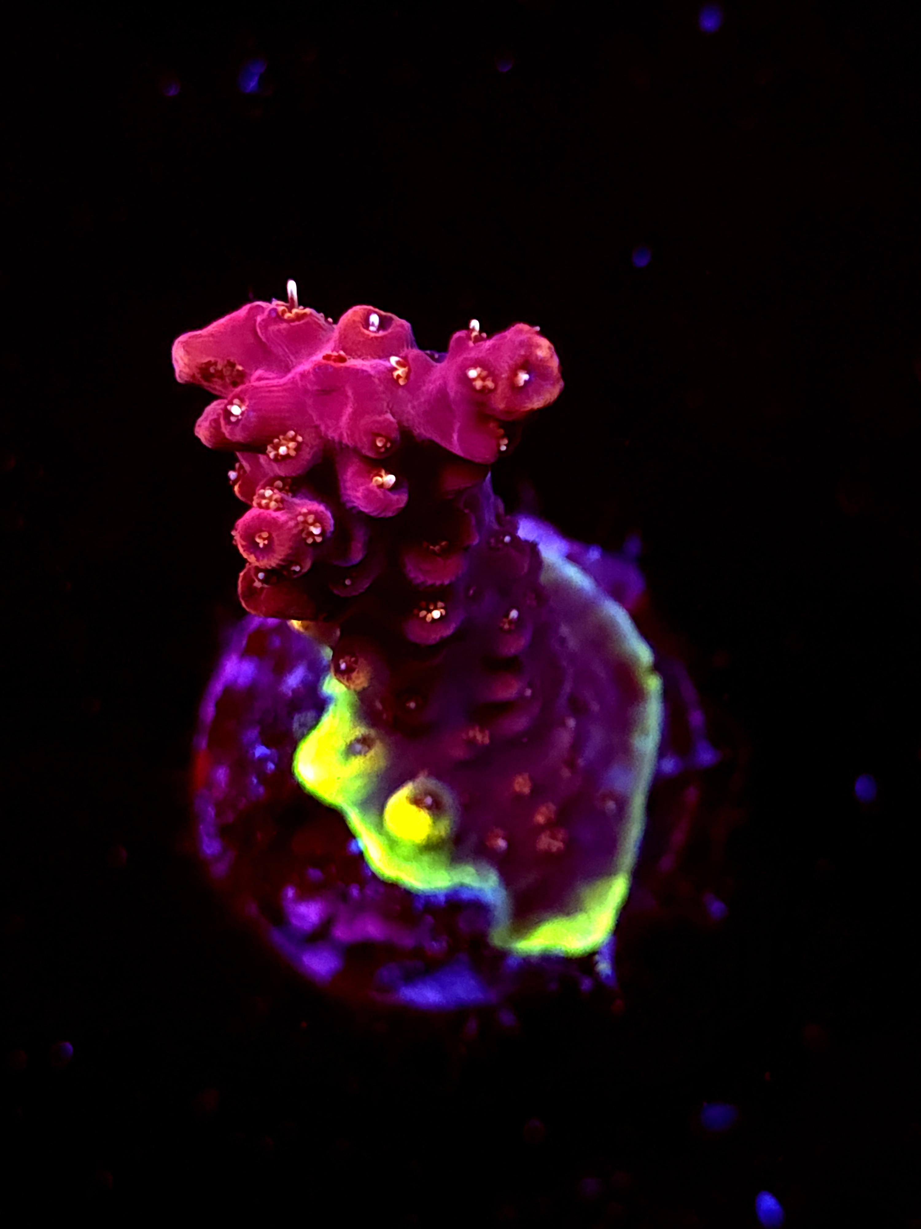 SBB "Teddy Bear" Acro Medium Branch Crusted