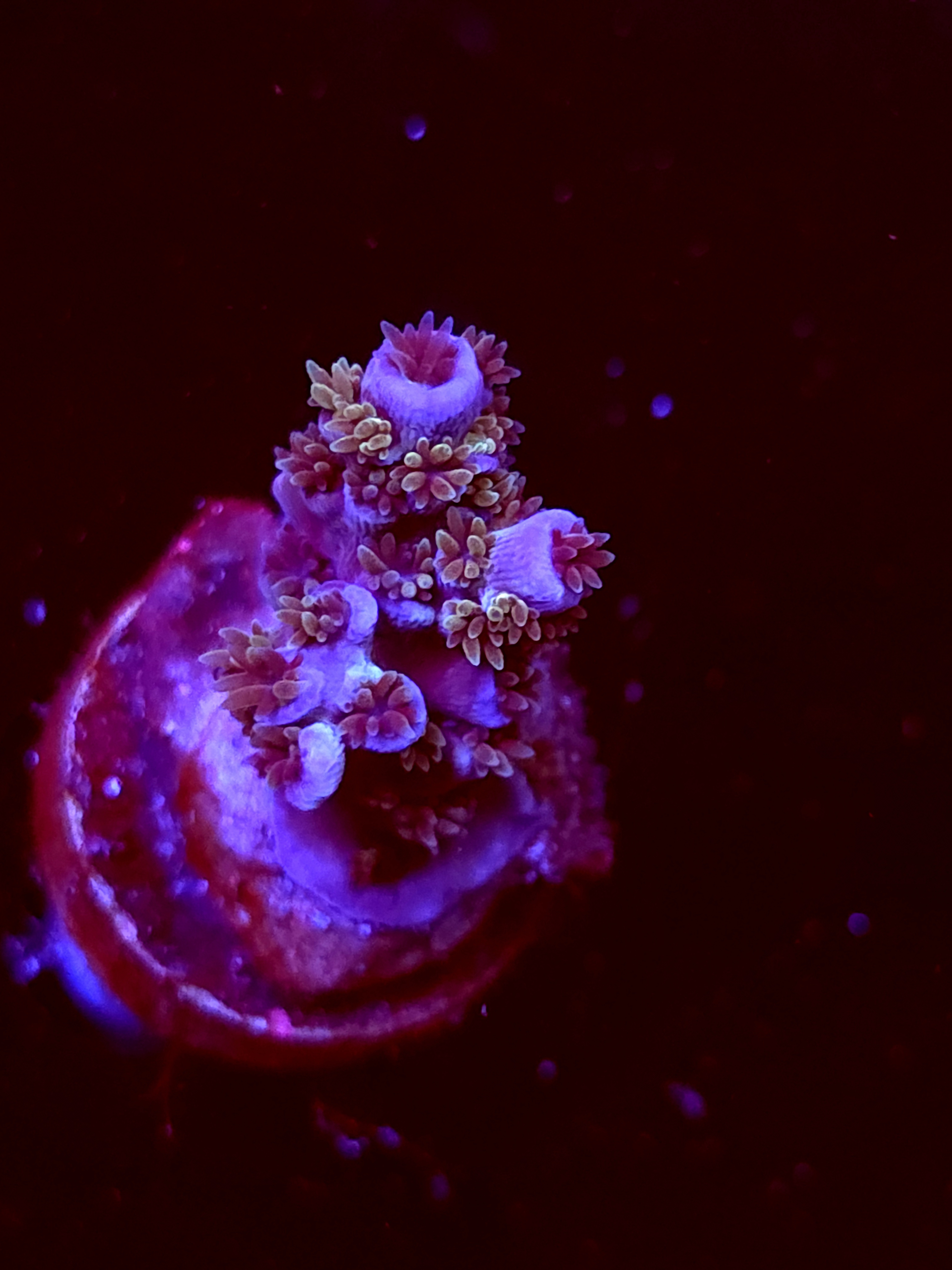 SBB "Mytsery Signature" Acro Small Branch