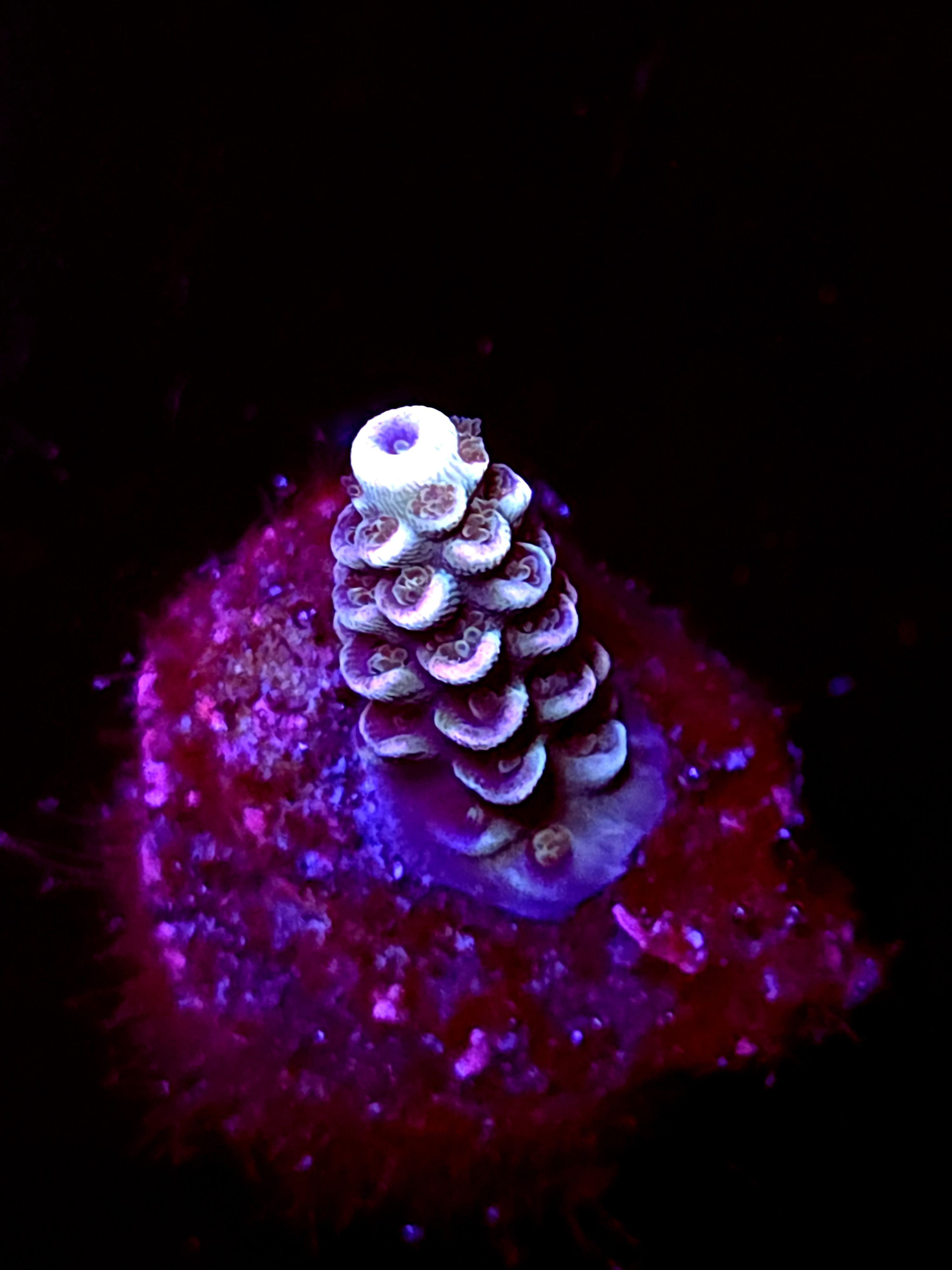 SBB "Worm Hole" Acro Small Branch