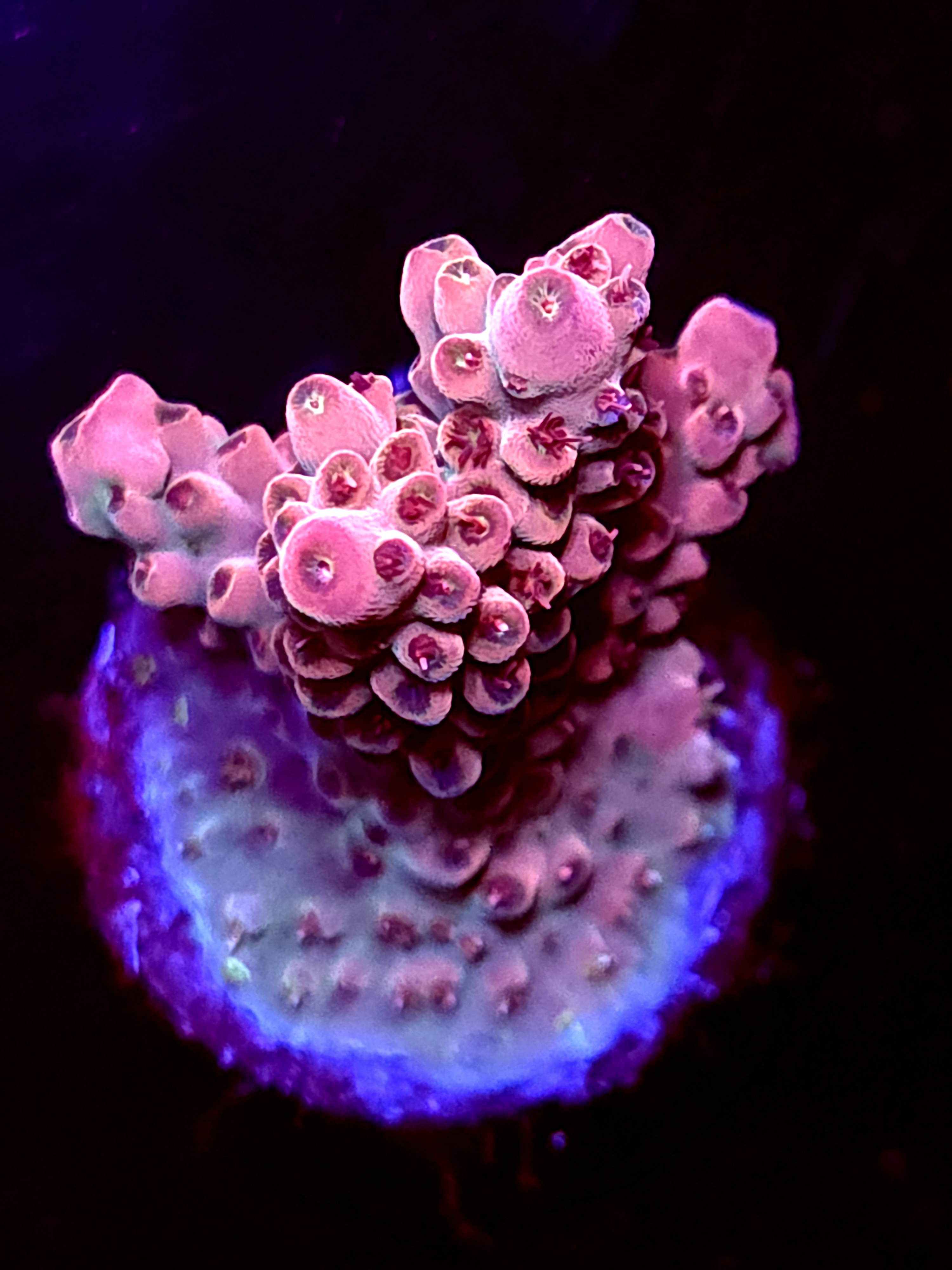 SBB "Solar Gaze" Acro Medium Chunky Crusted