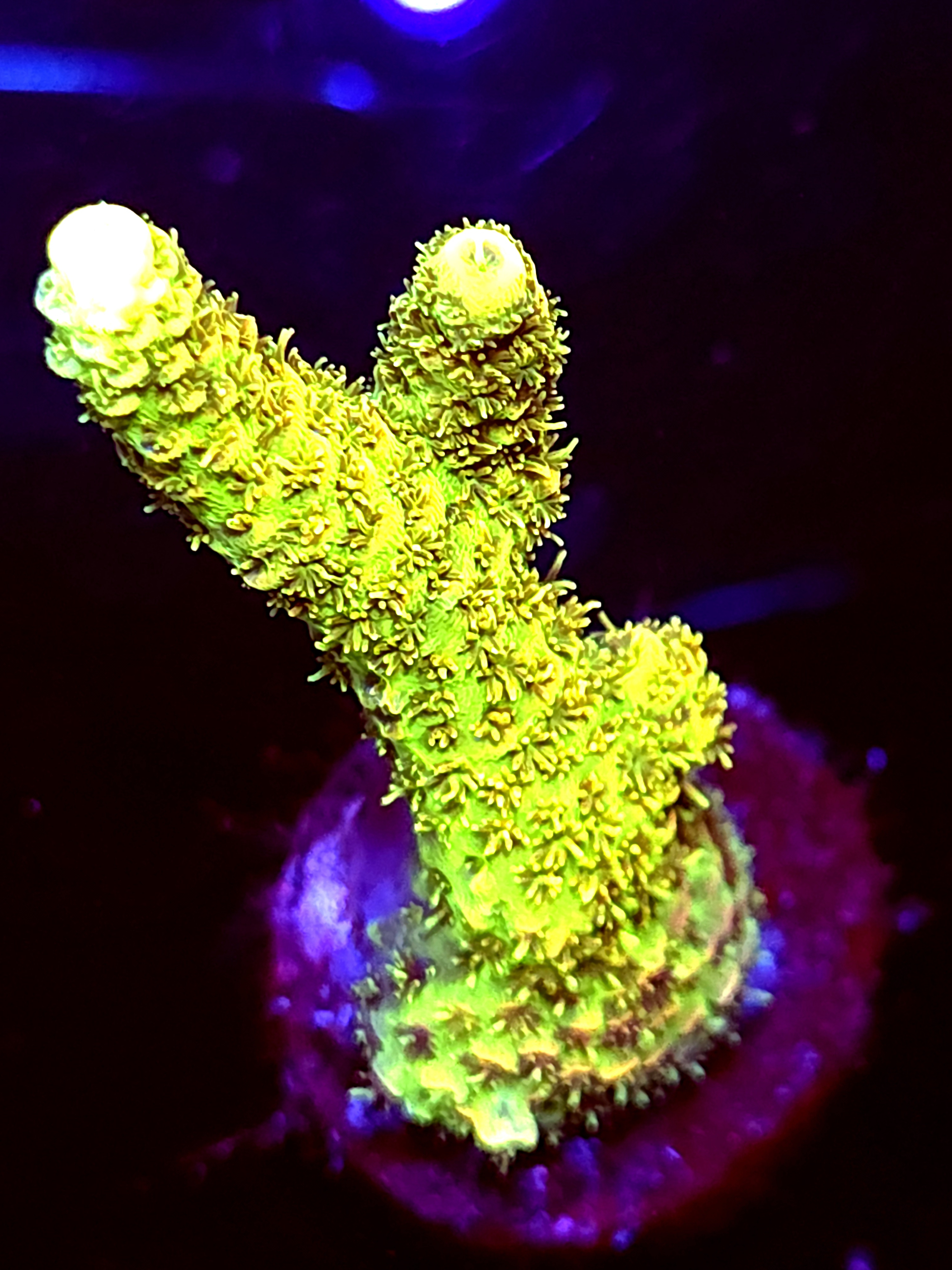 SBB "Cookie Glow" Acro Large Branch