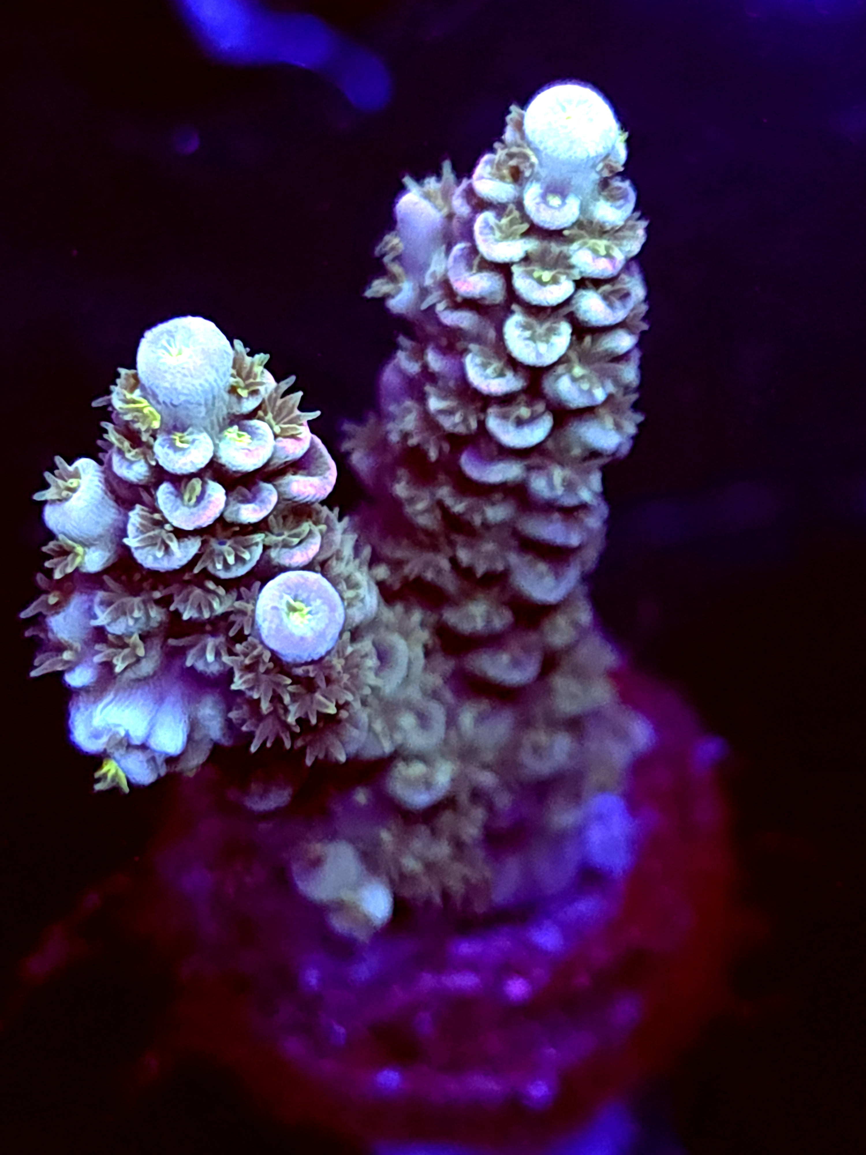 SBB "Ruby Unicorn" Acro Medium 2 Branch