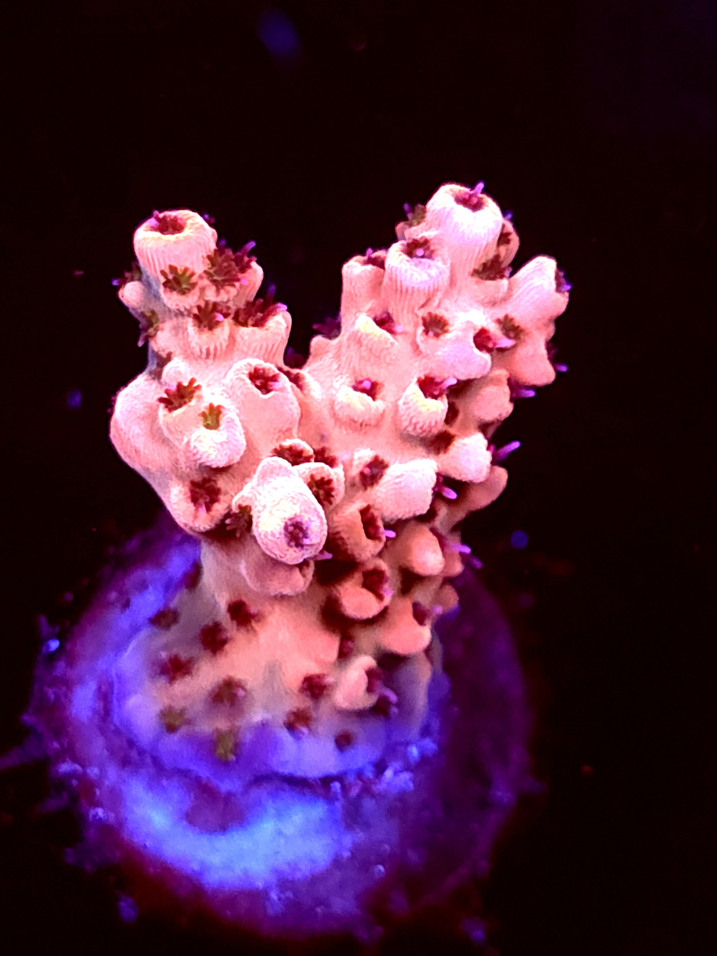 SBB "Old Glory" Acro Medium 2 Branch