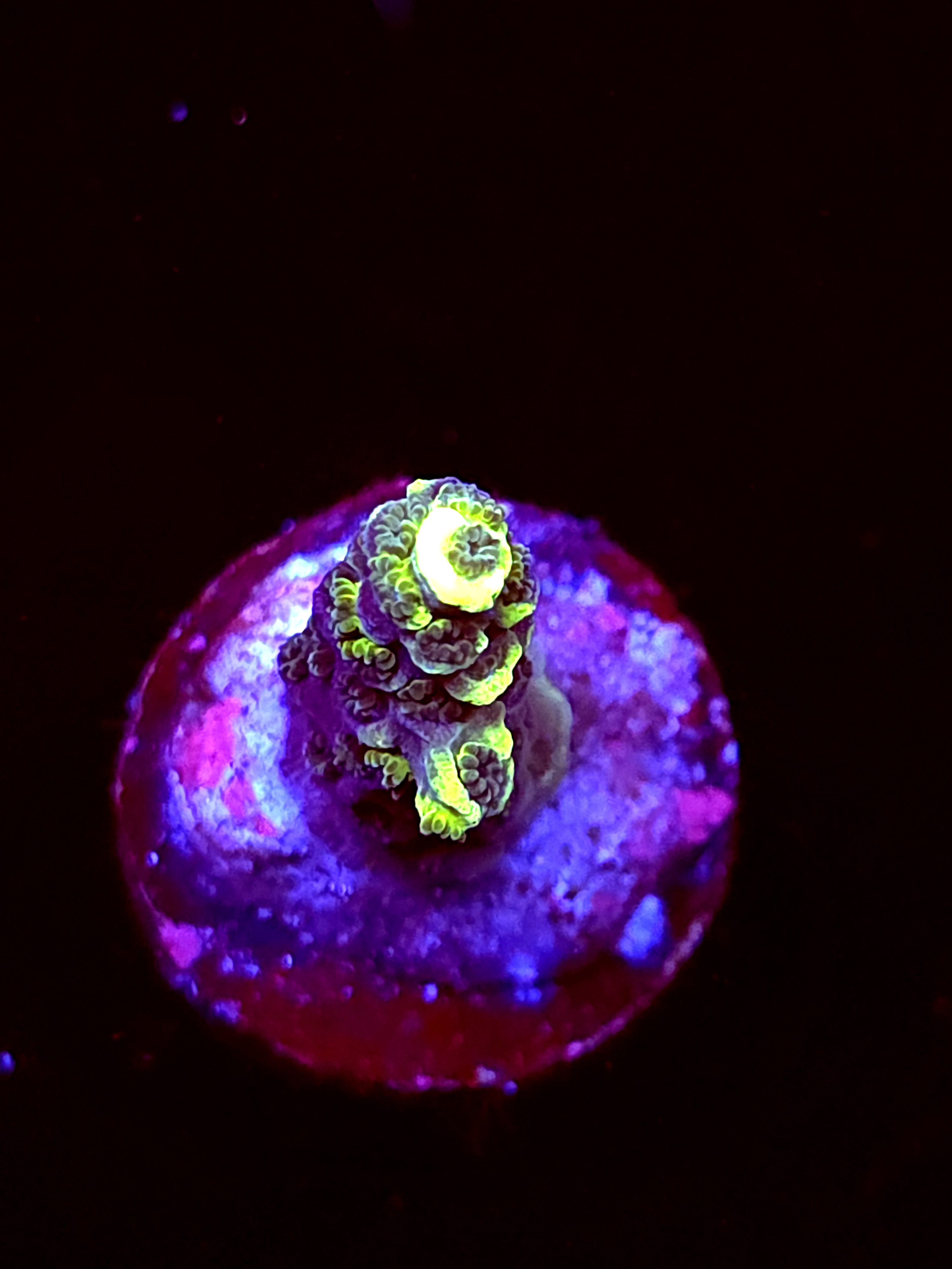 SBB "No Name" Acro Medium Branch