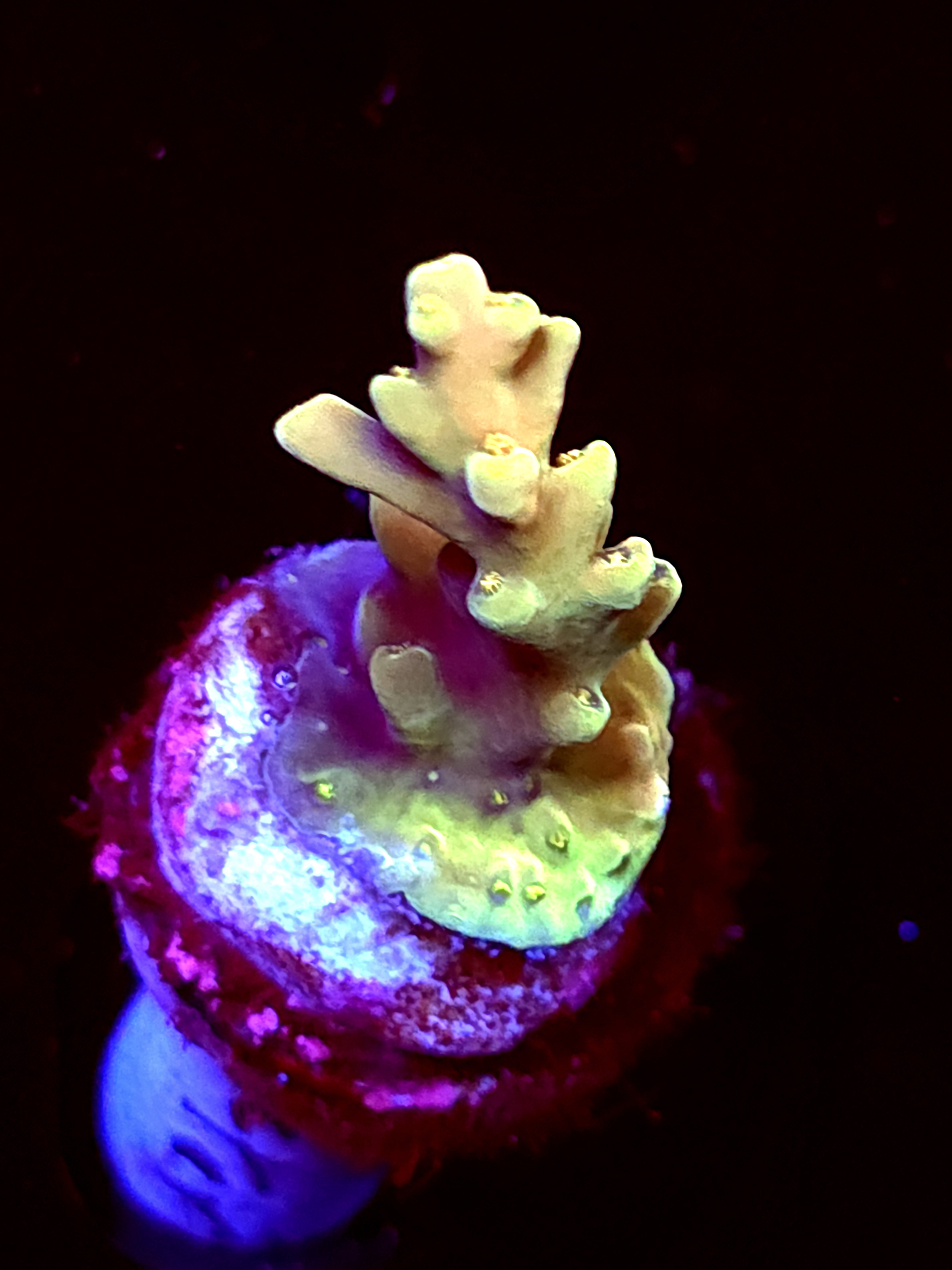 SBB "Gummy Reactor" Acro Small Crusted Branch