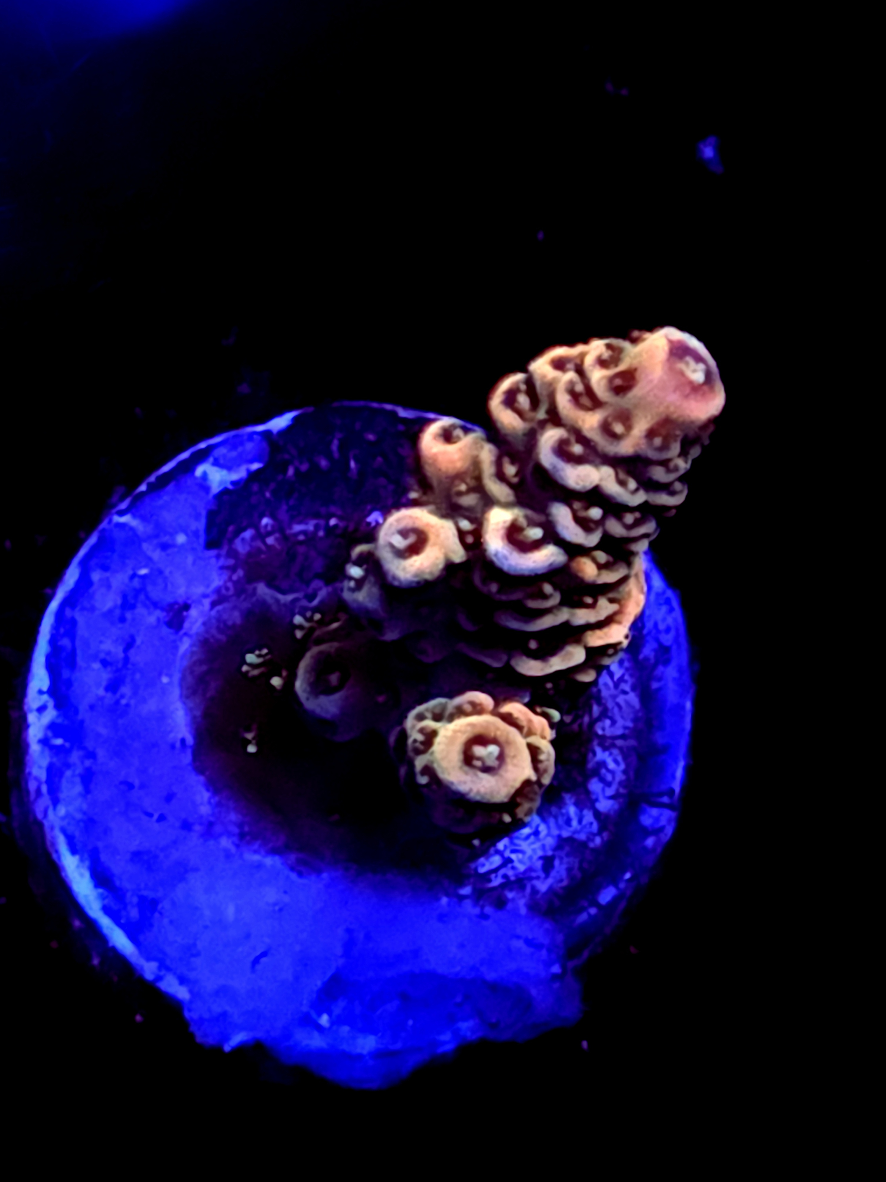 SBB "Berry Pulse" Acro Small Branch