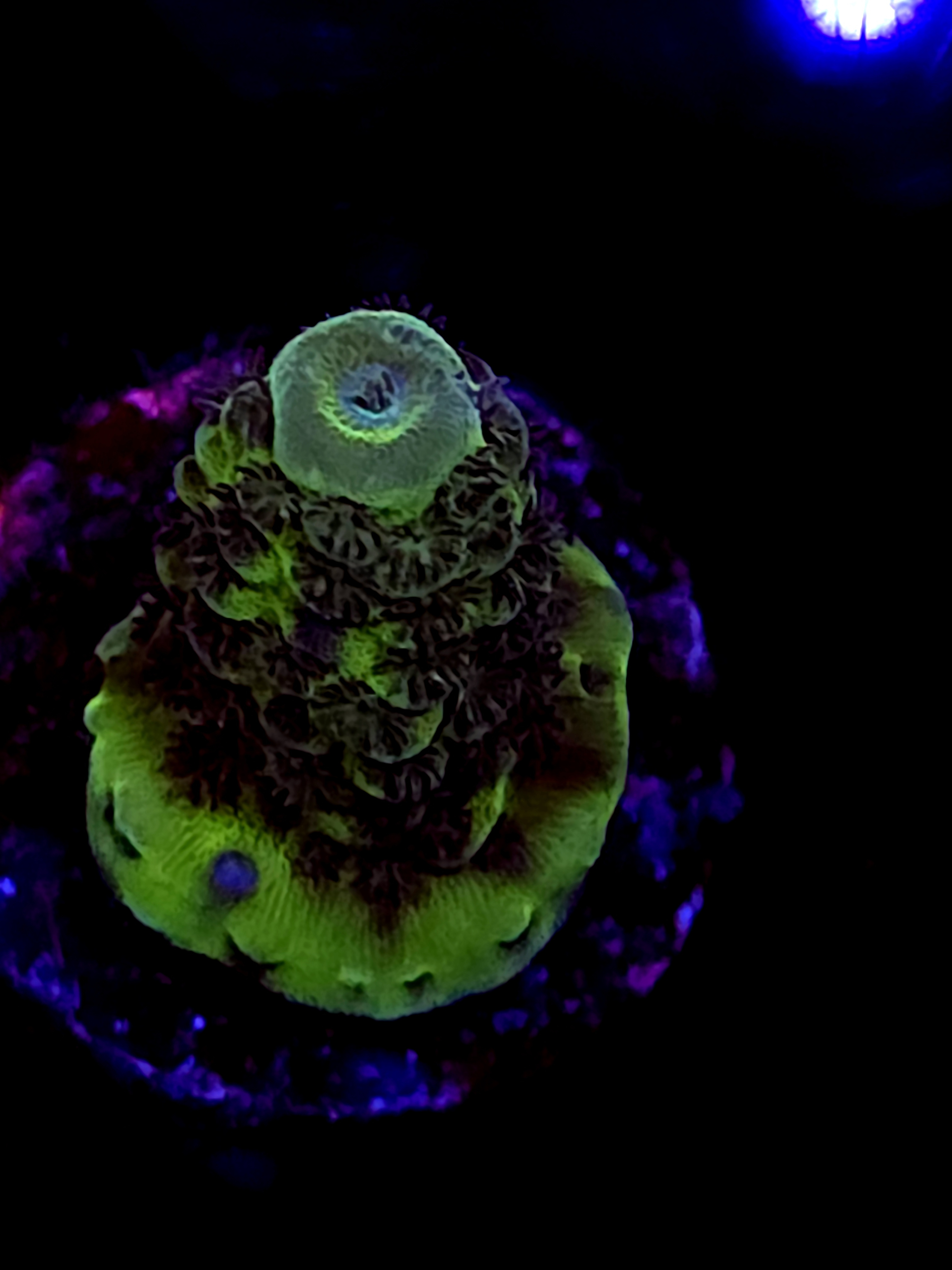 SBB "March Tide" Acro Small Branch Crusted