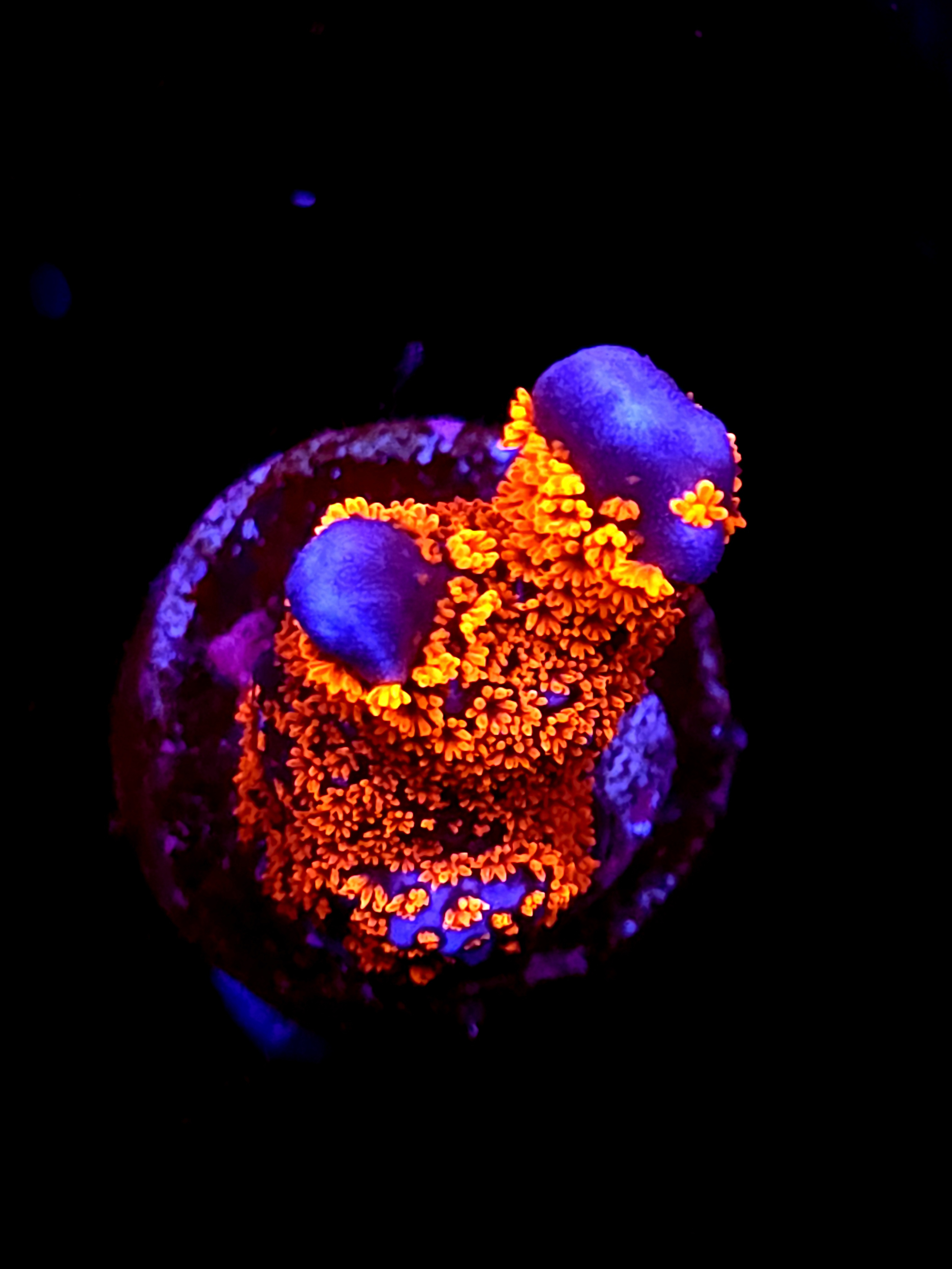 SBB "Bubble Digi" Acro Medium 2 Branch