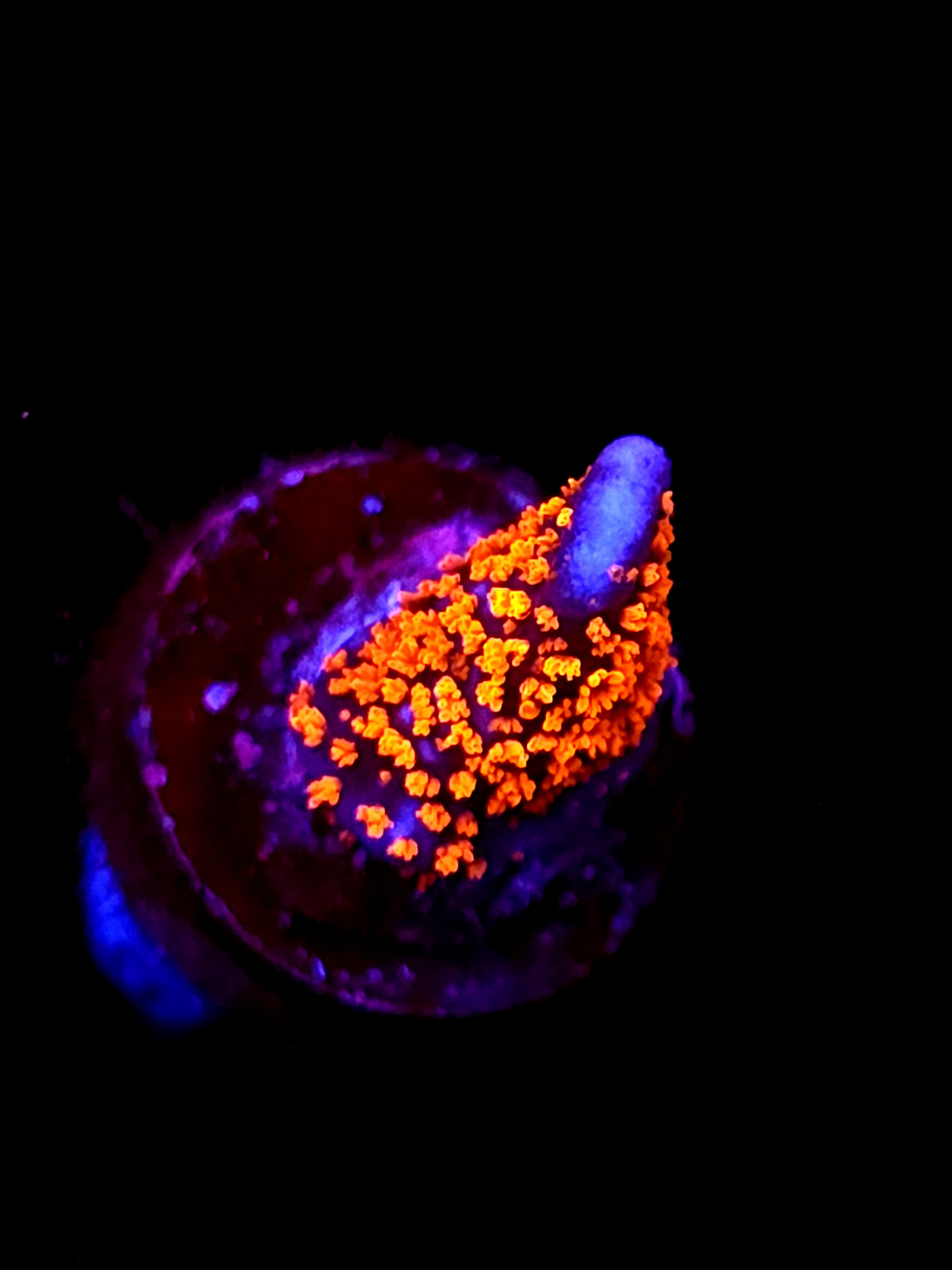 SBB "Cryo Star" Acro Small Branch