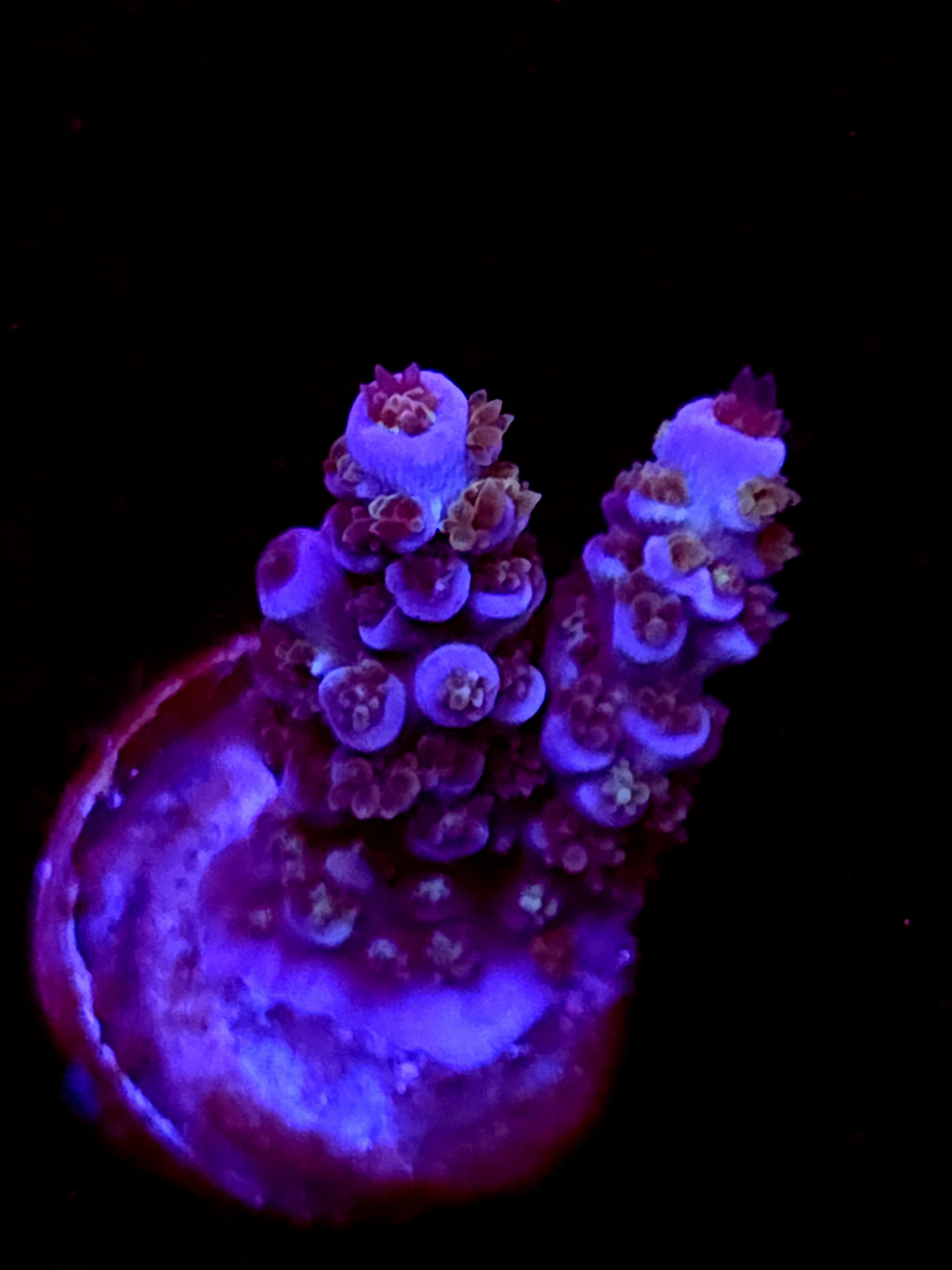 SBB "Helix Burn" Acro Small 2 Branch