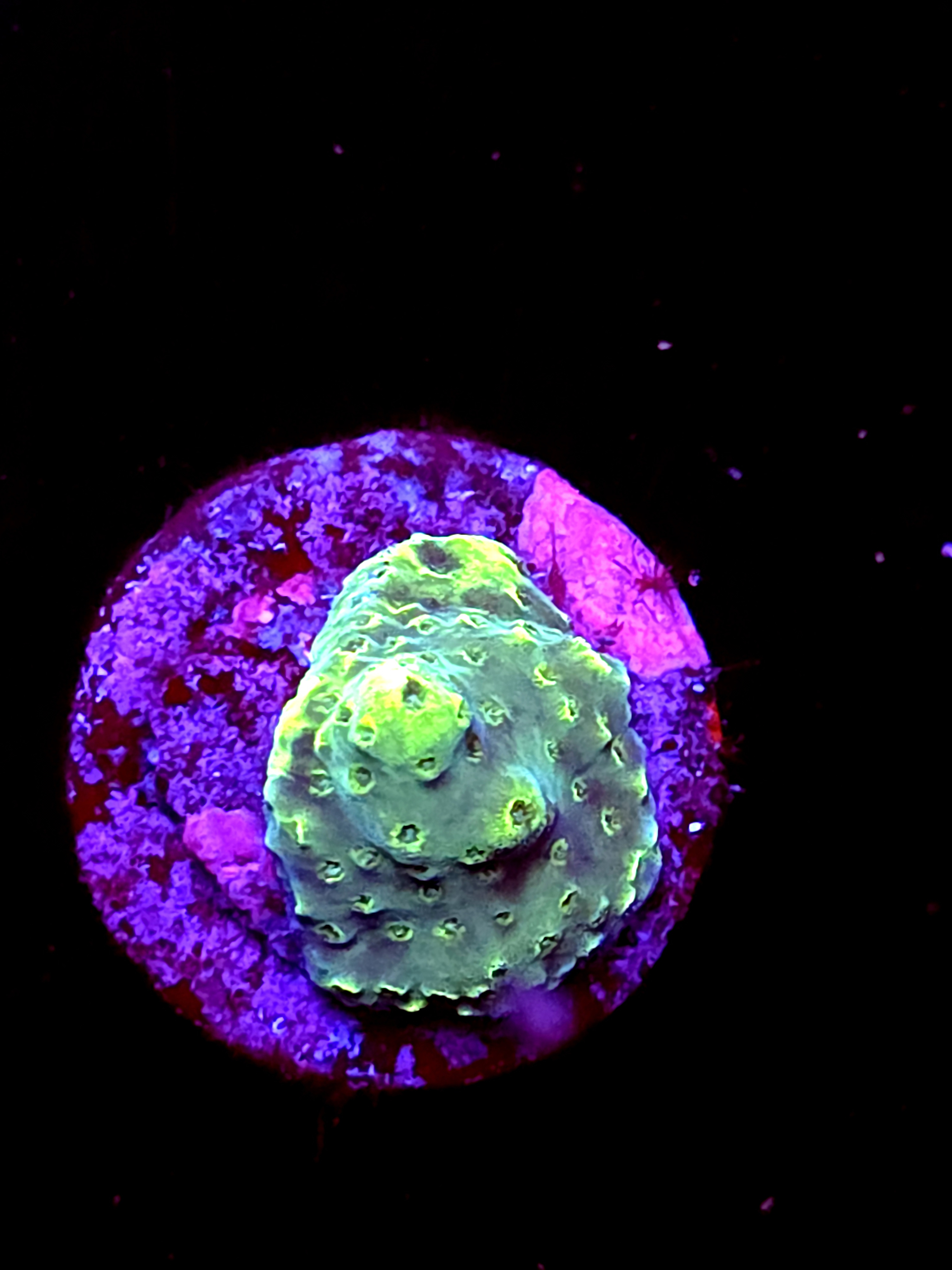 SBB "Star Melon" Acro Booger Crusted