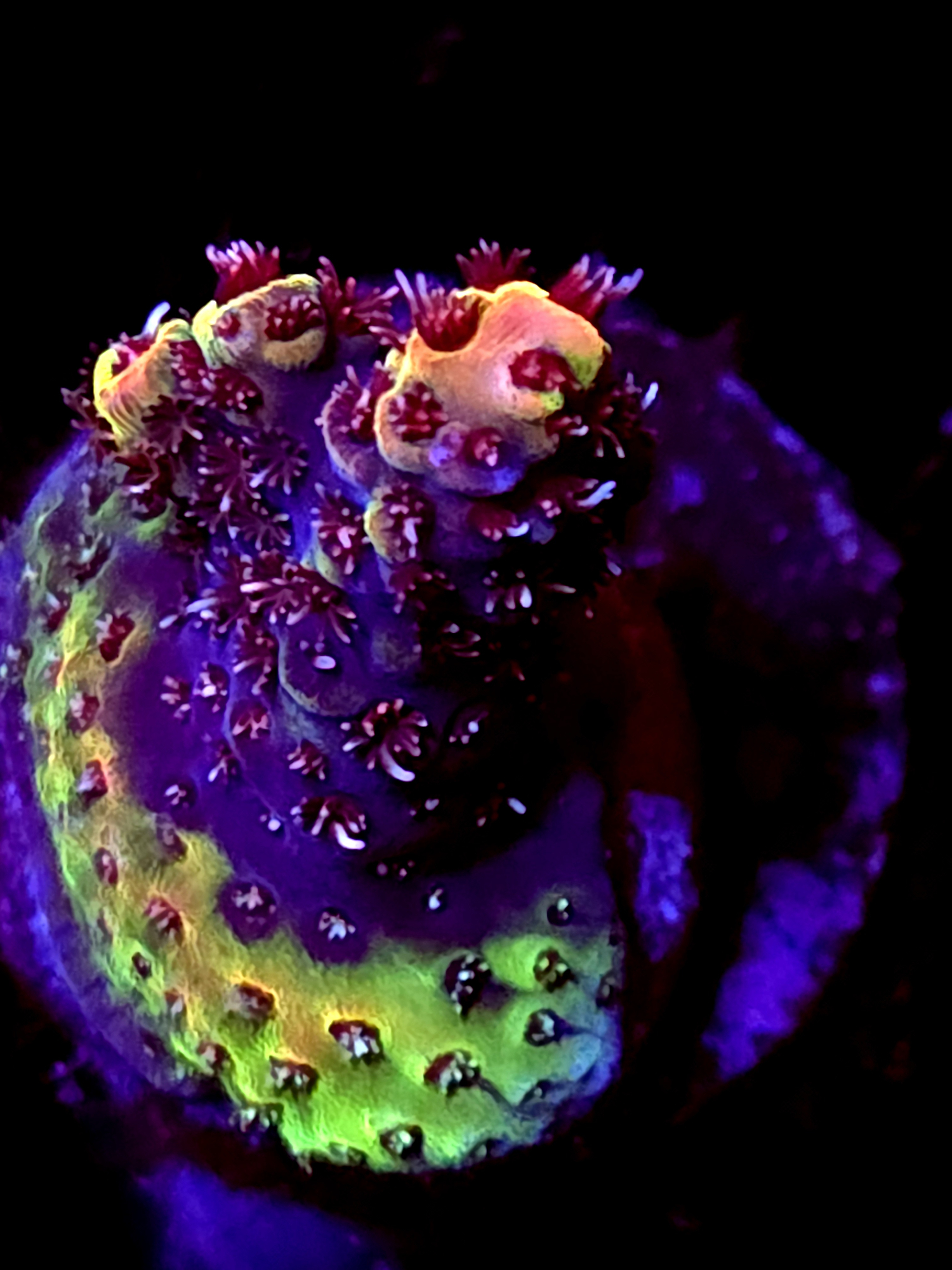 SBB "Mystery Signature" Acro Small Crusted