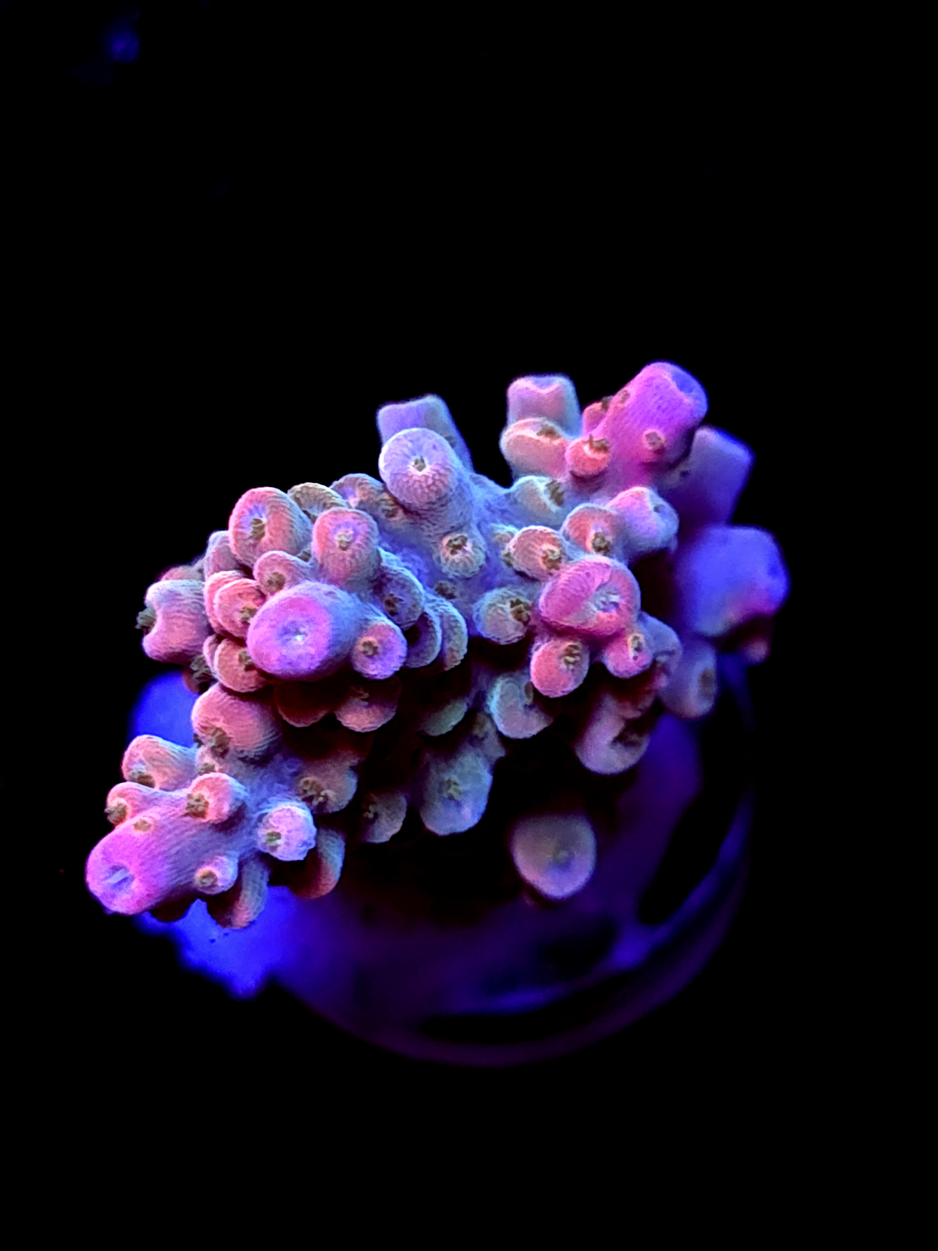 SBB "Afterburner" Acro Medium Branch