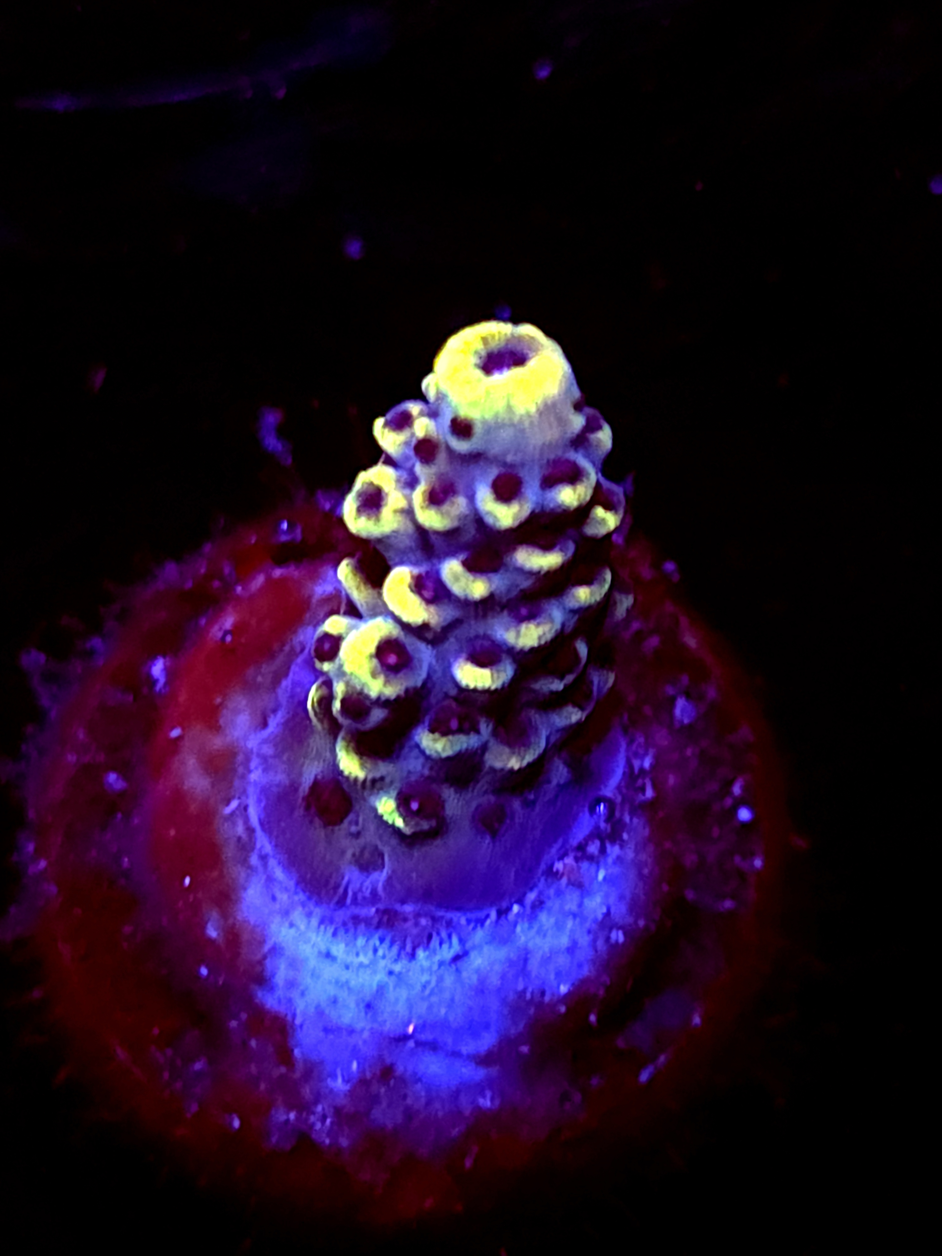 SBB "Bumble Bee" Acro Small Branch