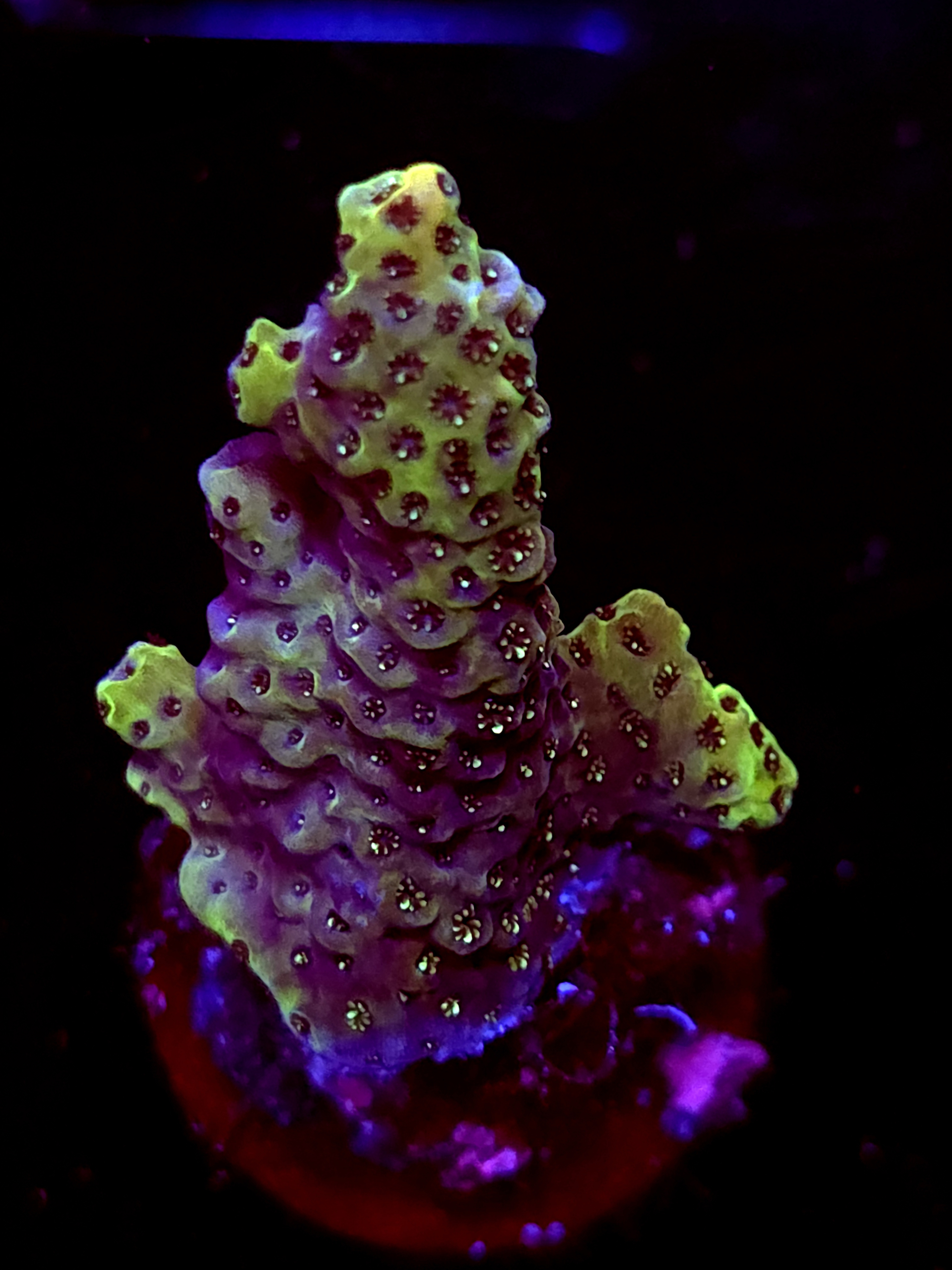 SBB "Lollipop Reef" Acro Medium Branch