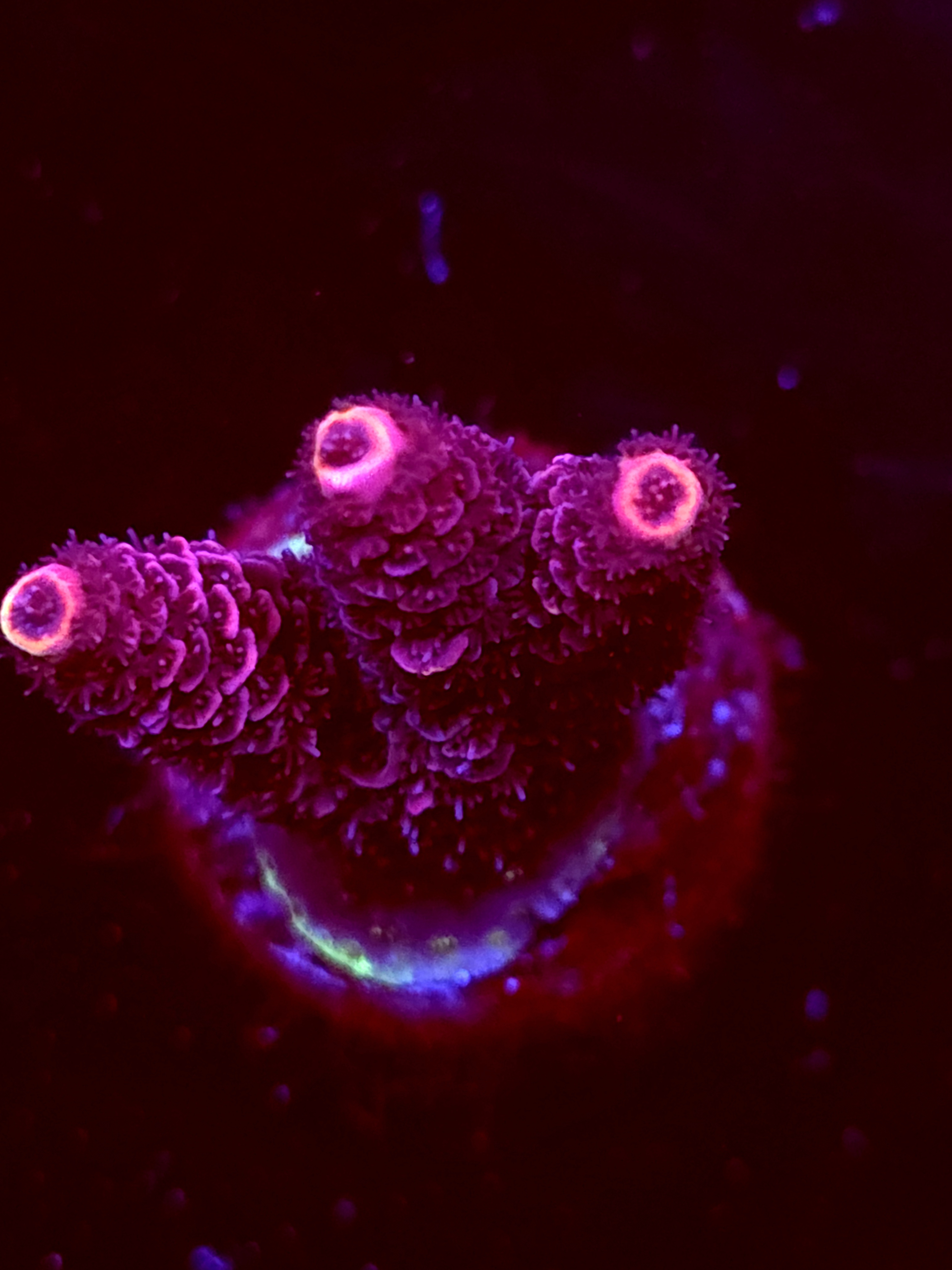 SBB "Cryo Star" Acro Medium 3 Branch