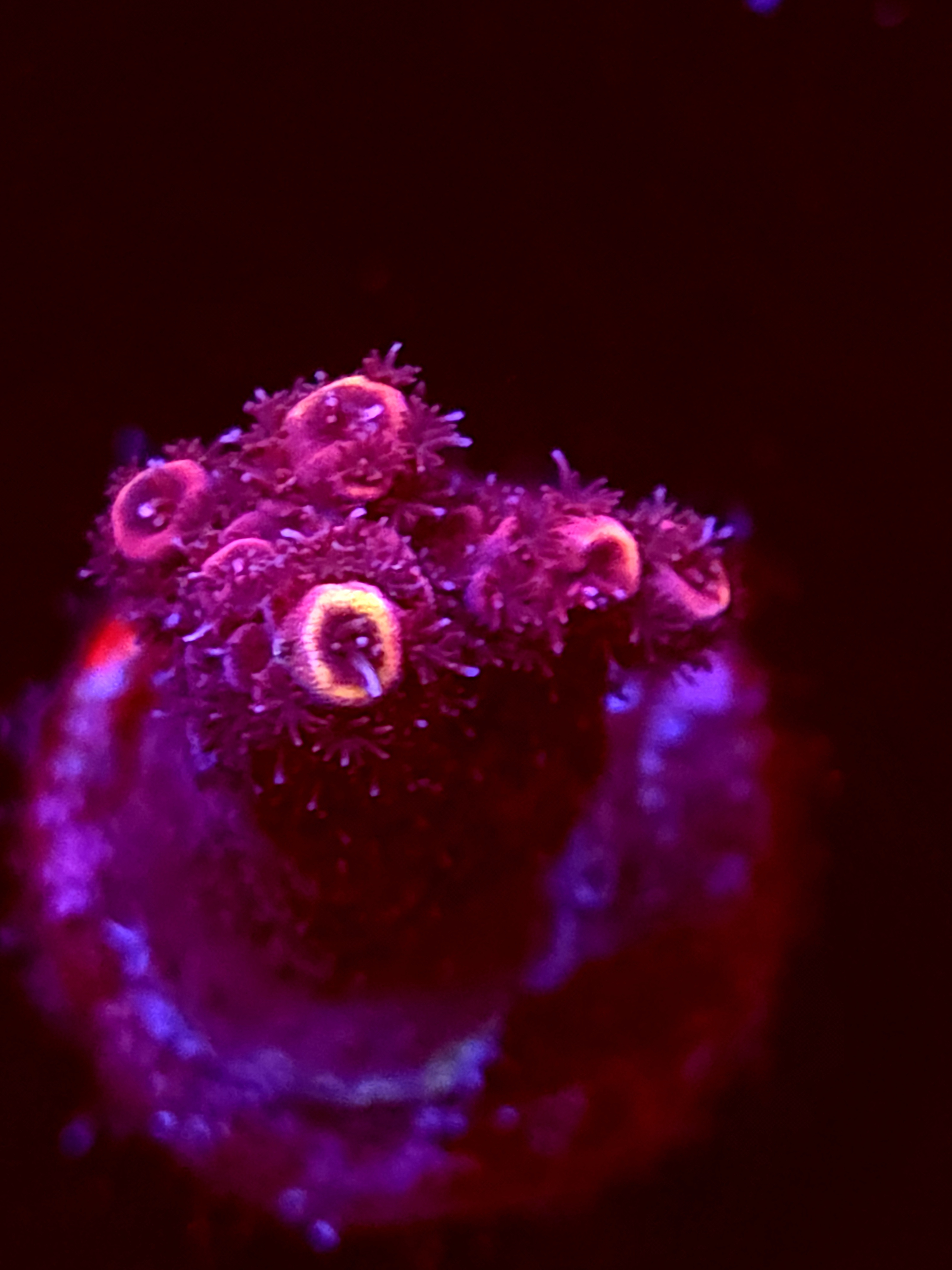 SBB "Cryo Star" Acro Small Branch